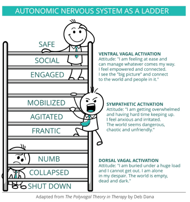 Infographic illustrating the autonomic nervous system as a ladder, depicting seven levels from top to bottom: Safe, Social, Engaged, Mobilized, Agitated, Frantic, Numb, Collapsed, and Shut Down. Each level describes different attitudes and corresponding visceral activations, with explanations for ventral vagal activation, sympathetic activation, and dorsal vagal activation.