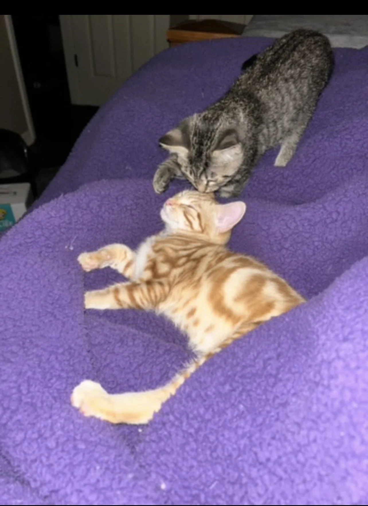 Stormi leaning over Tigger as the two kittens play together on a purple blanket.