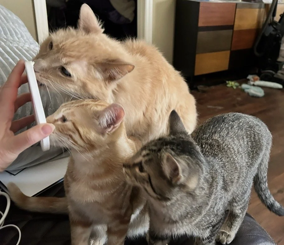 Gizmo, a fluffy pale-orane senior cat, gathered with orange kitten Tigger and gray tabby  kitten Stormi near a top of a cream cheese container.