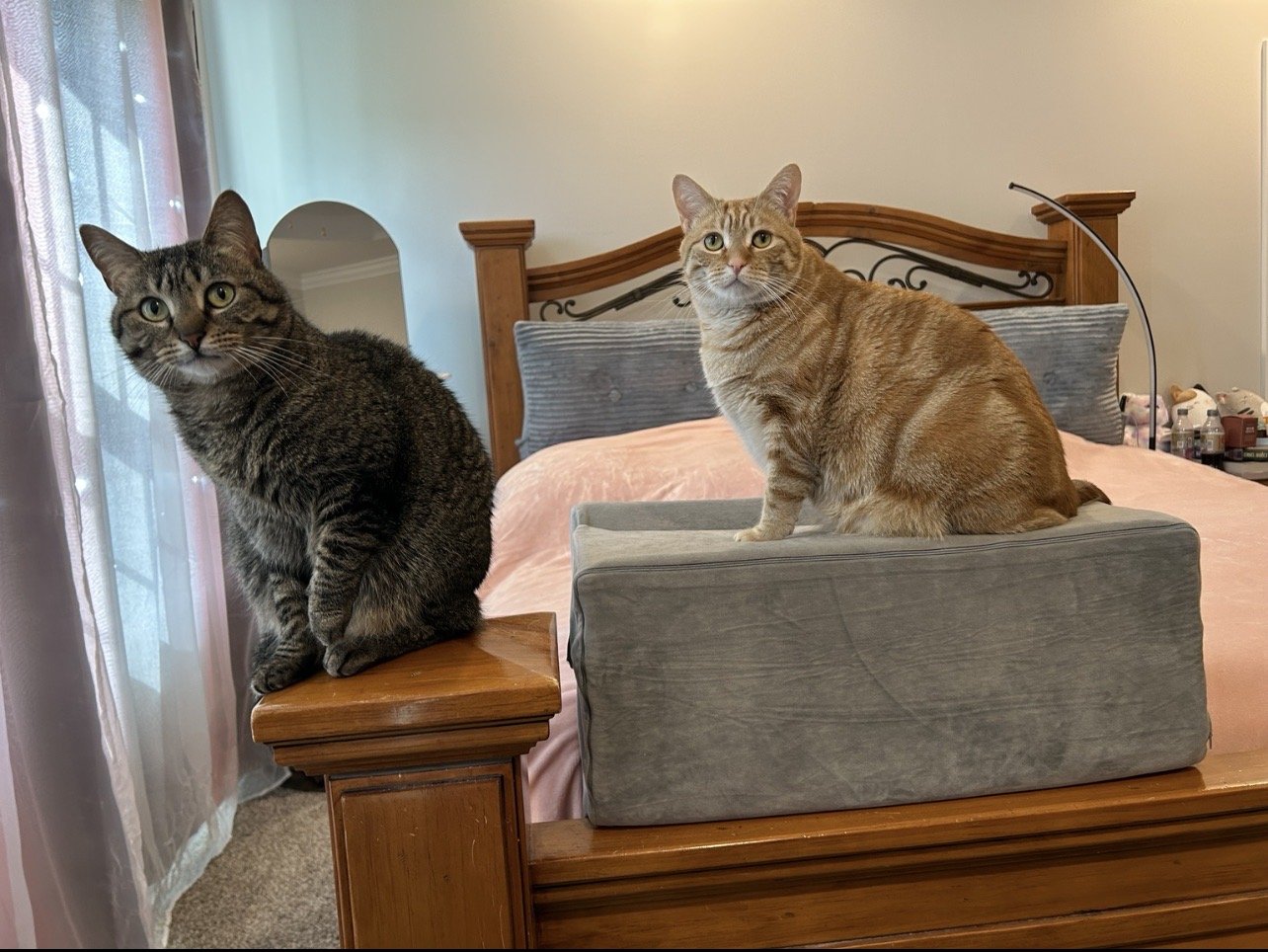 Meet the Fur Goblins: Tigger, Stormi, and the Senior Cat Who Raised Them