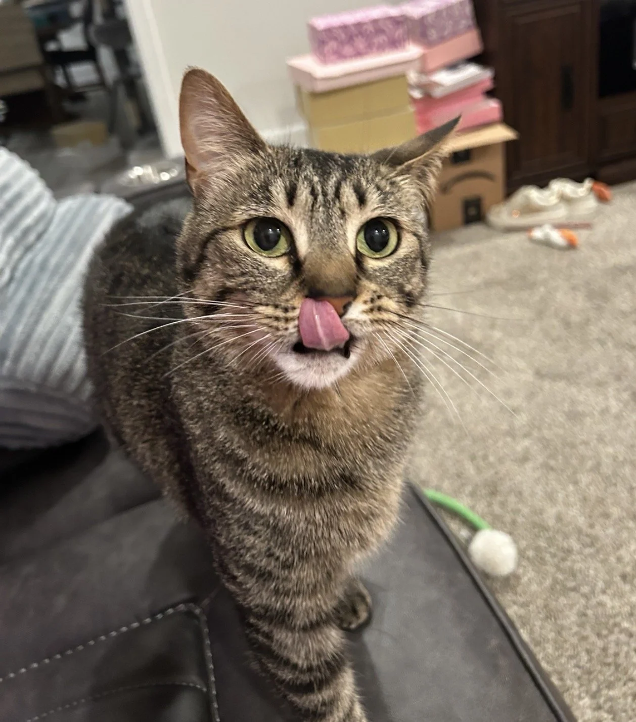 Stormi, a dark gray tabby, looking toward the camera while licking her nose.