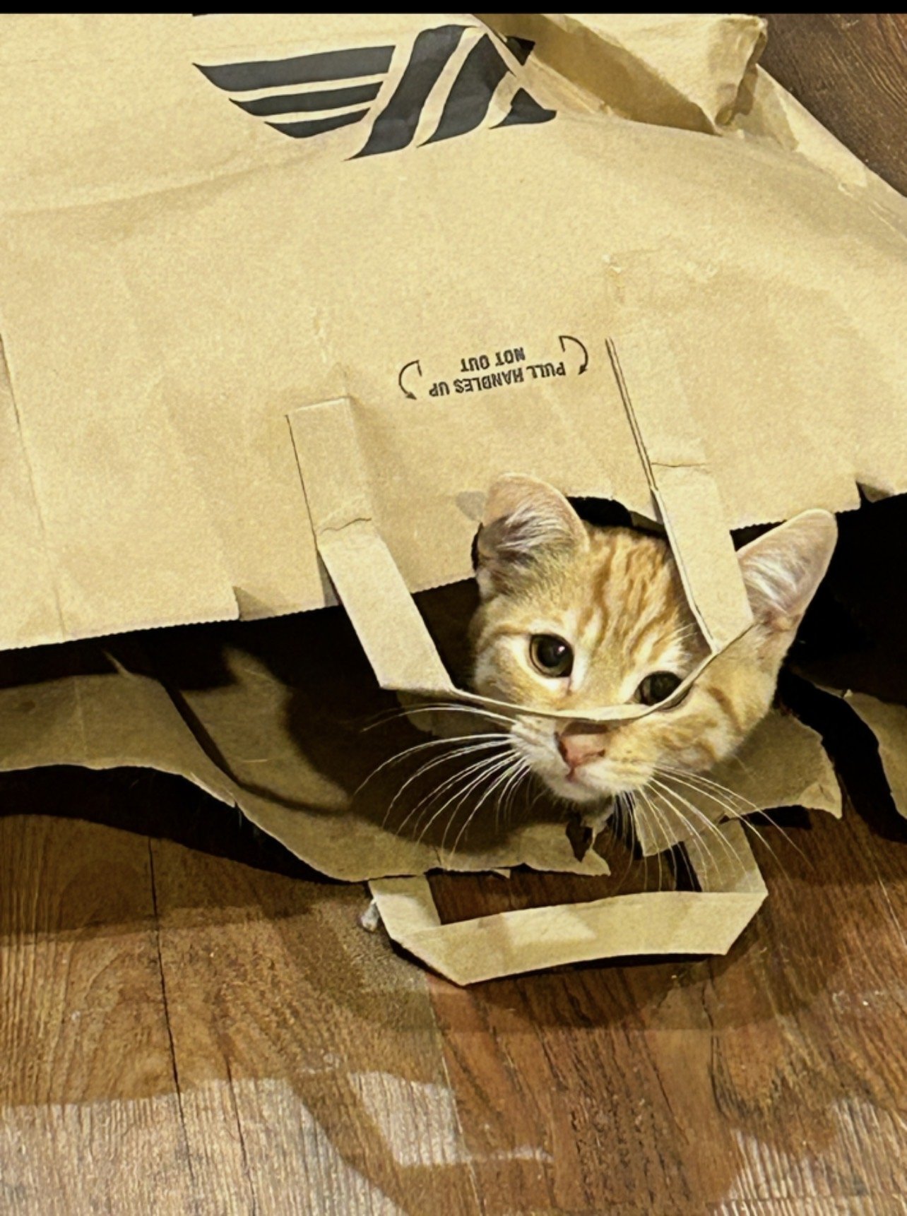 Tigger, an orange tabby cat, peeking through the torn handles of a paper shopping bag.