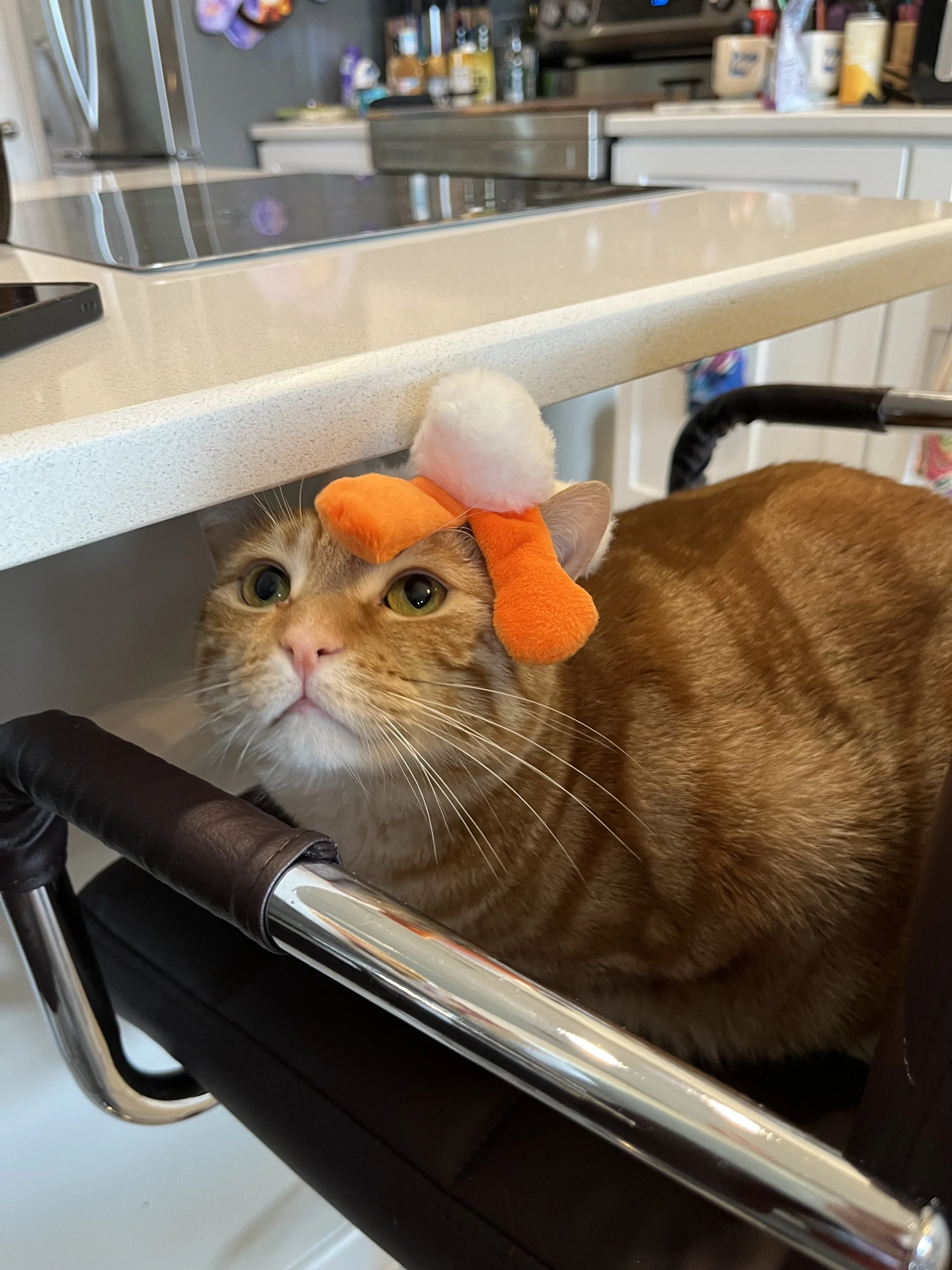 Orange tabby cat wearing a small goose toy while lying on a bar stool.
