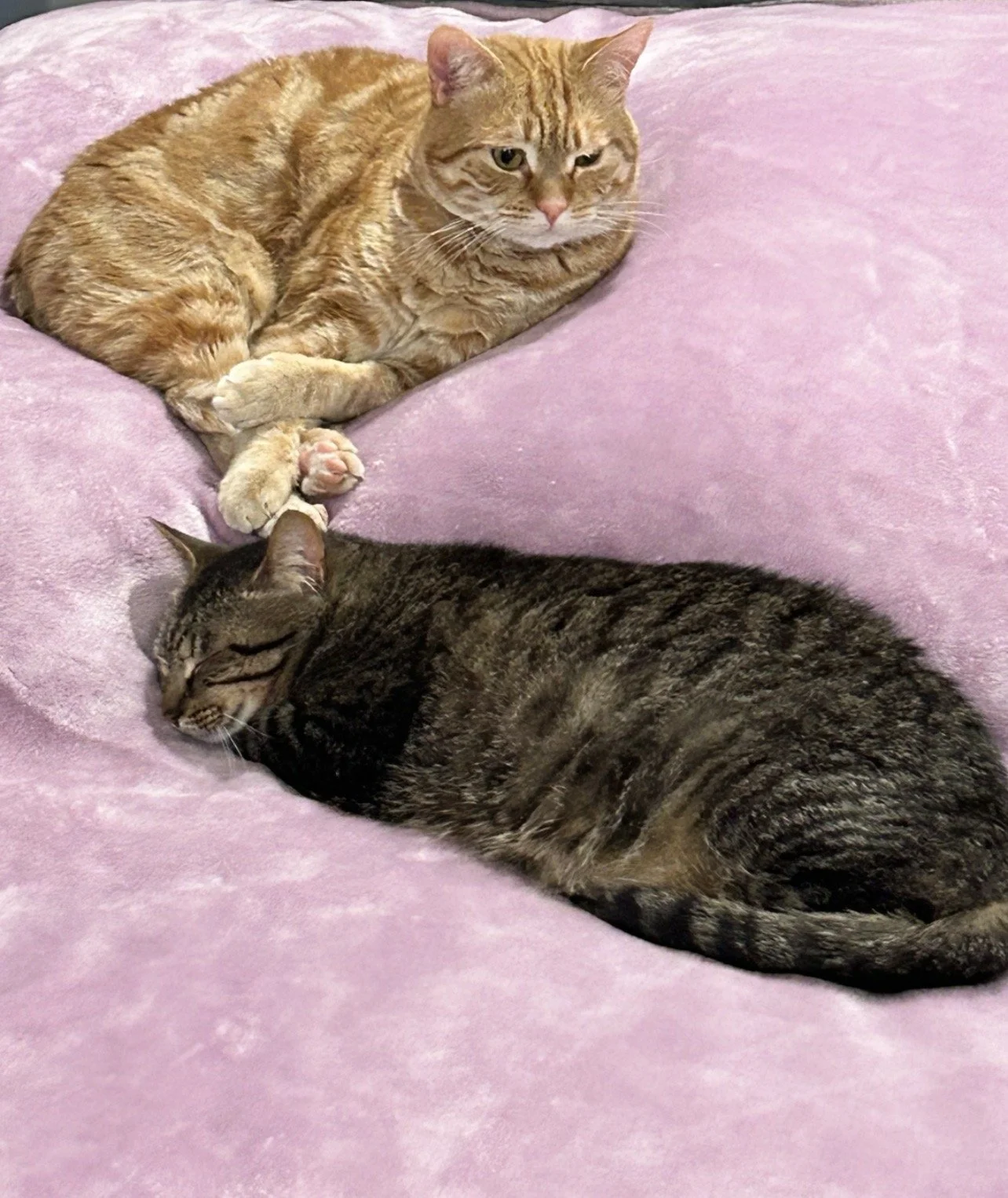Tigger and Stormi resting together on a pink bedspread, with Tigger's paws near Stormi's head.
