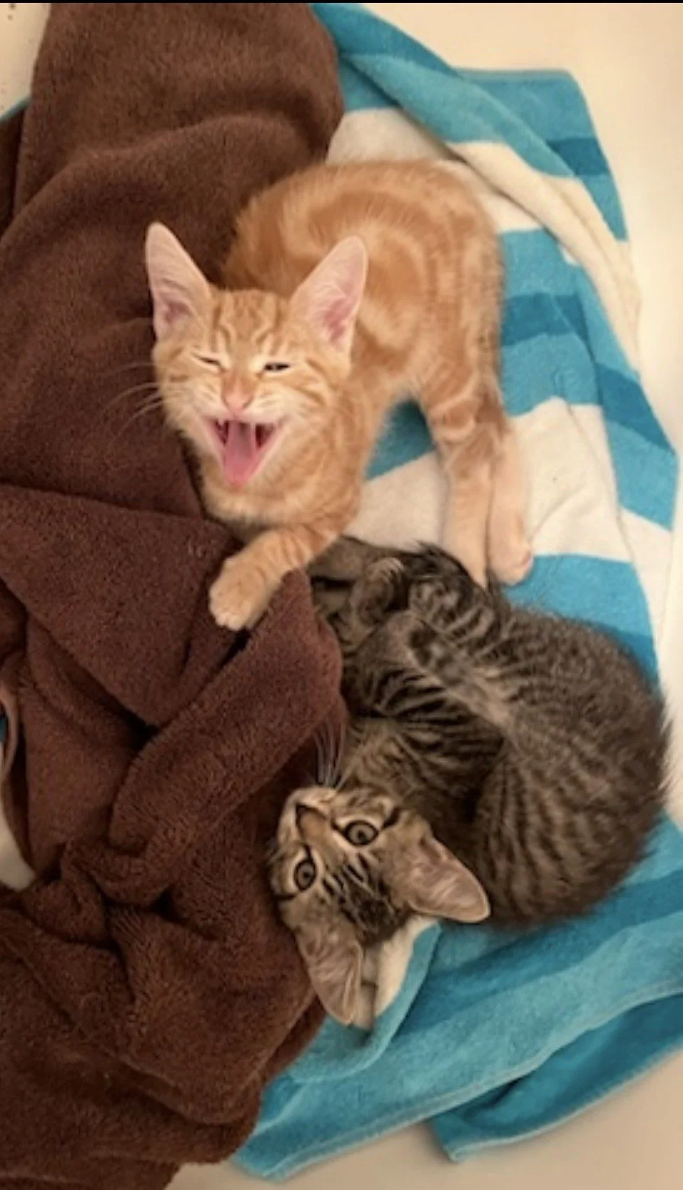 Tigger and Stormi lying together on a pile of towels as kittens while Tigger meows toward the camera