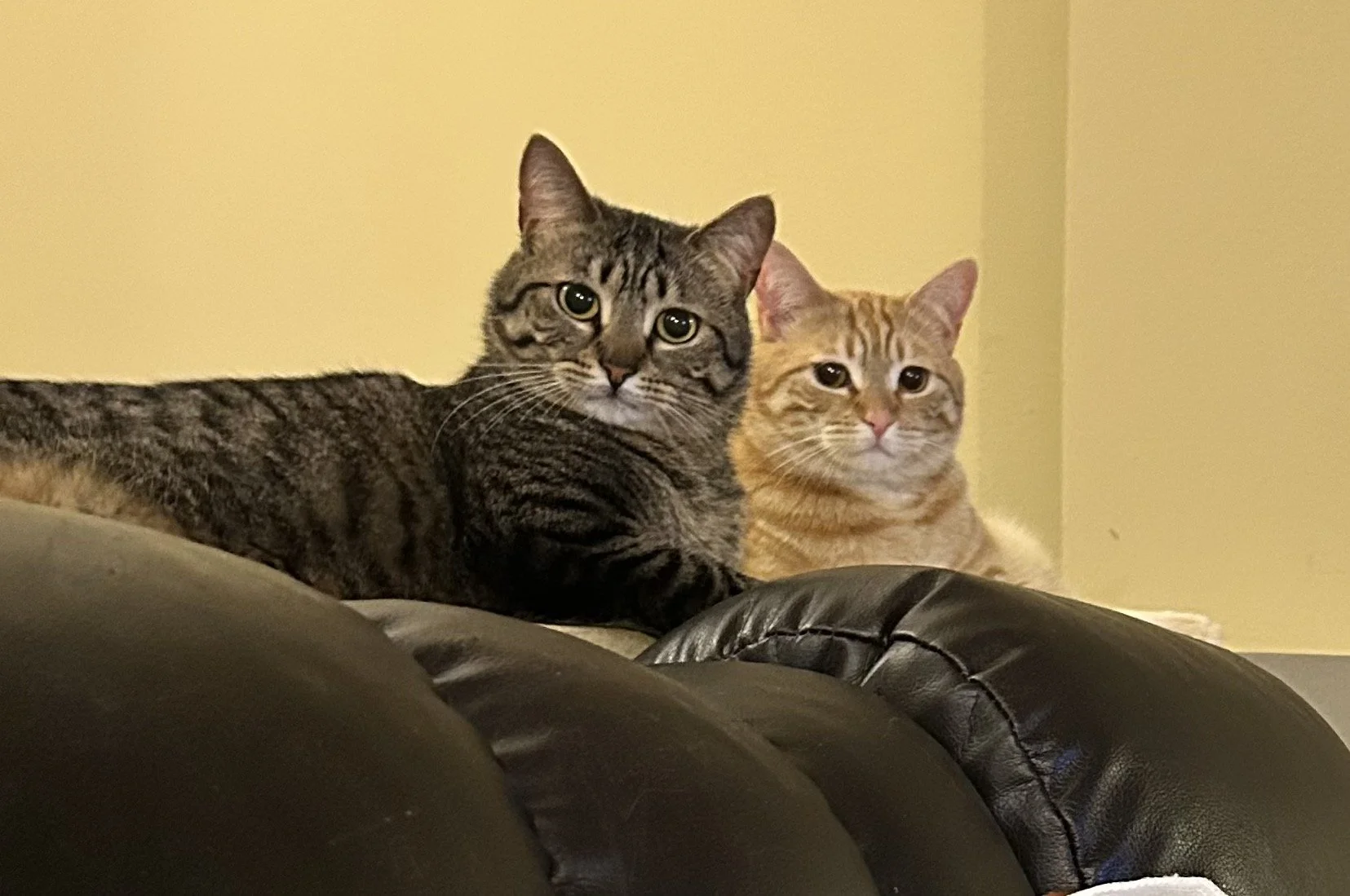 Orange tabby and gray tabby cats relaxing together on a couch.