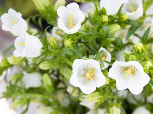 BellflowerQ.webp