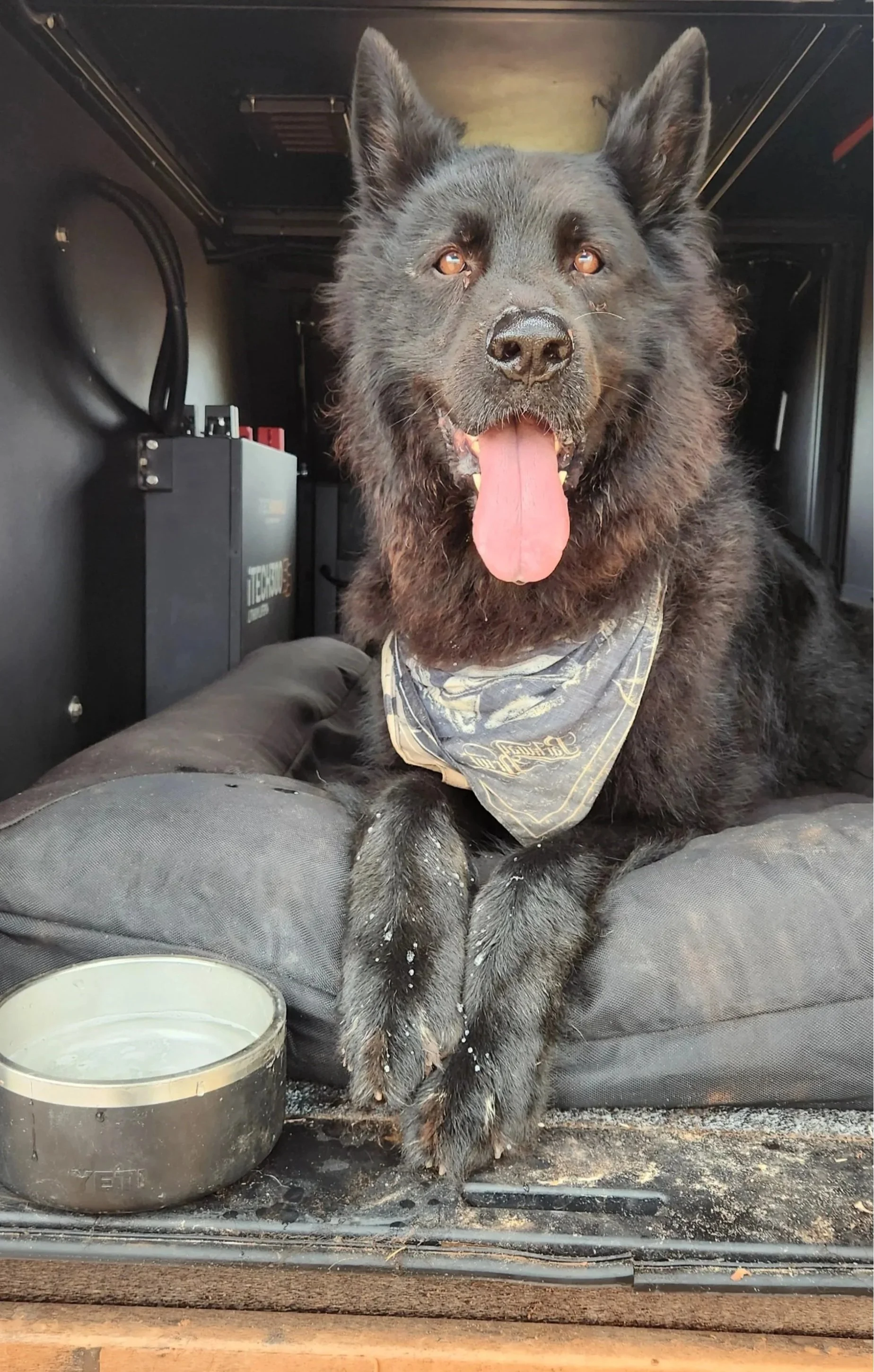 A black dog with amber eyes, wearing a bandana, sitting on a vehicle floor with a food water bowl nearby. The dog is panting with its tongue out, and the background shows part of the vehicle interior.