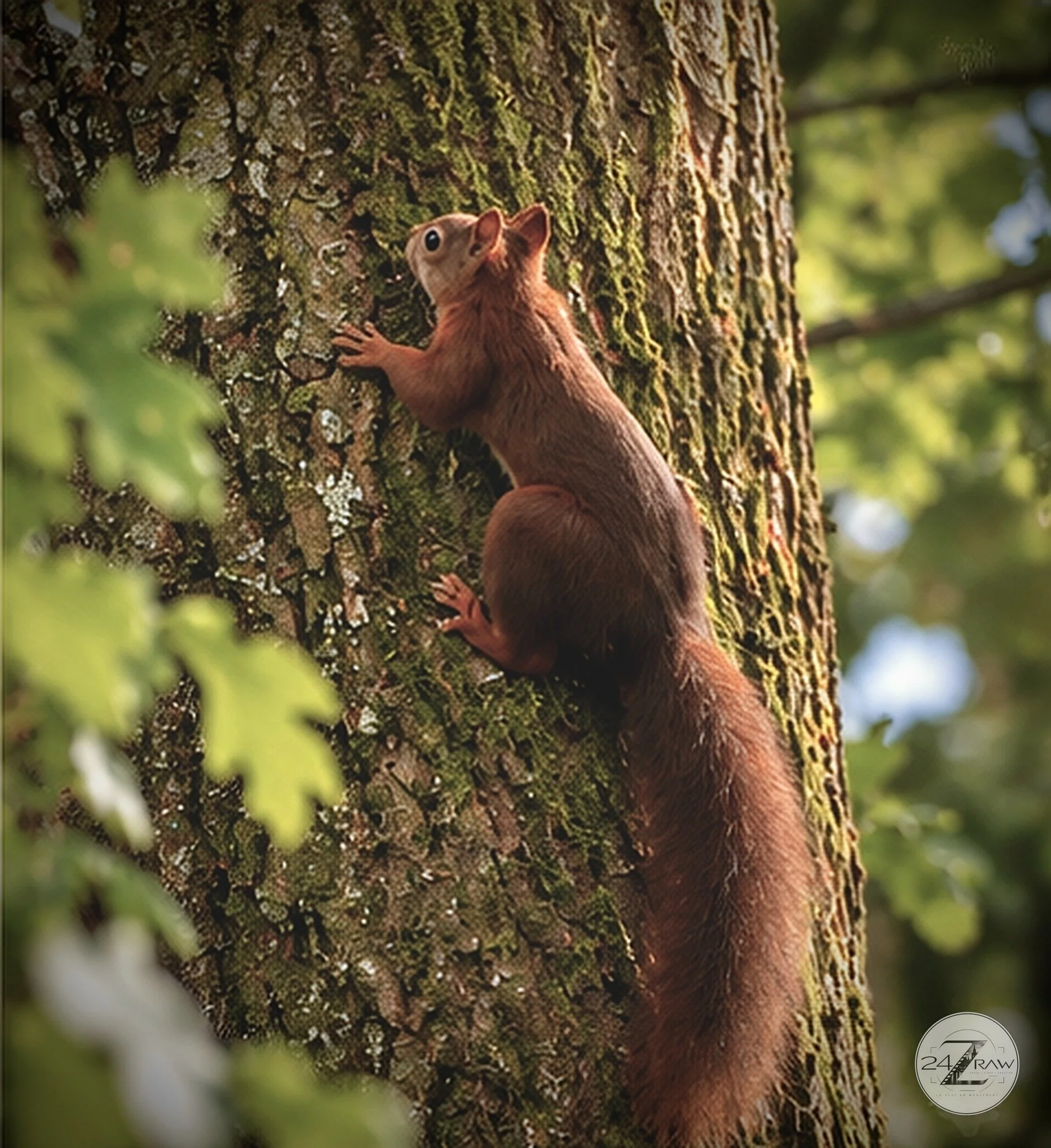 Écureuil roux grimpant sur le tronc d’un arbre en pleine forêt antoine zenner nature photographe strasbourg