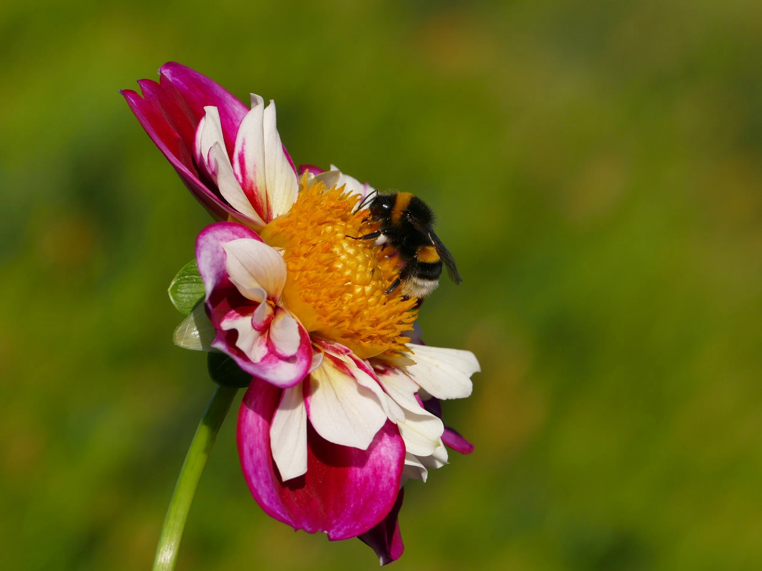 Bourdon sur une fleur au Parc de l’Orangerie à Strasbourg