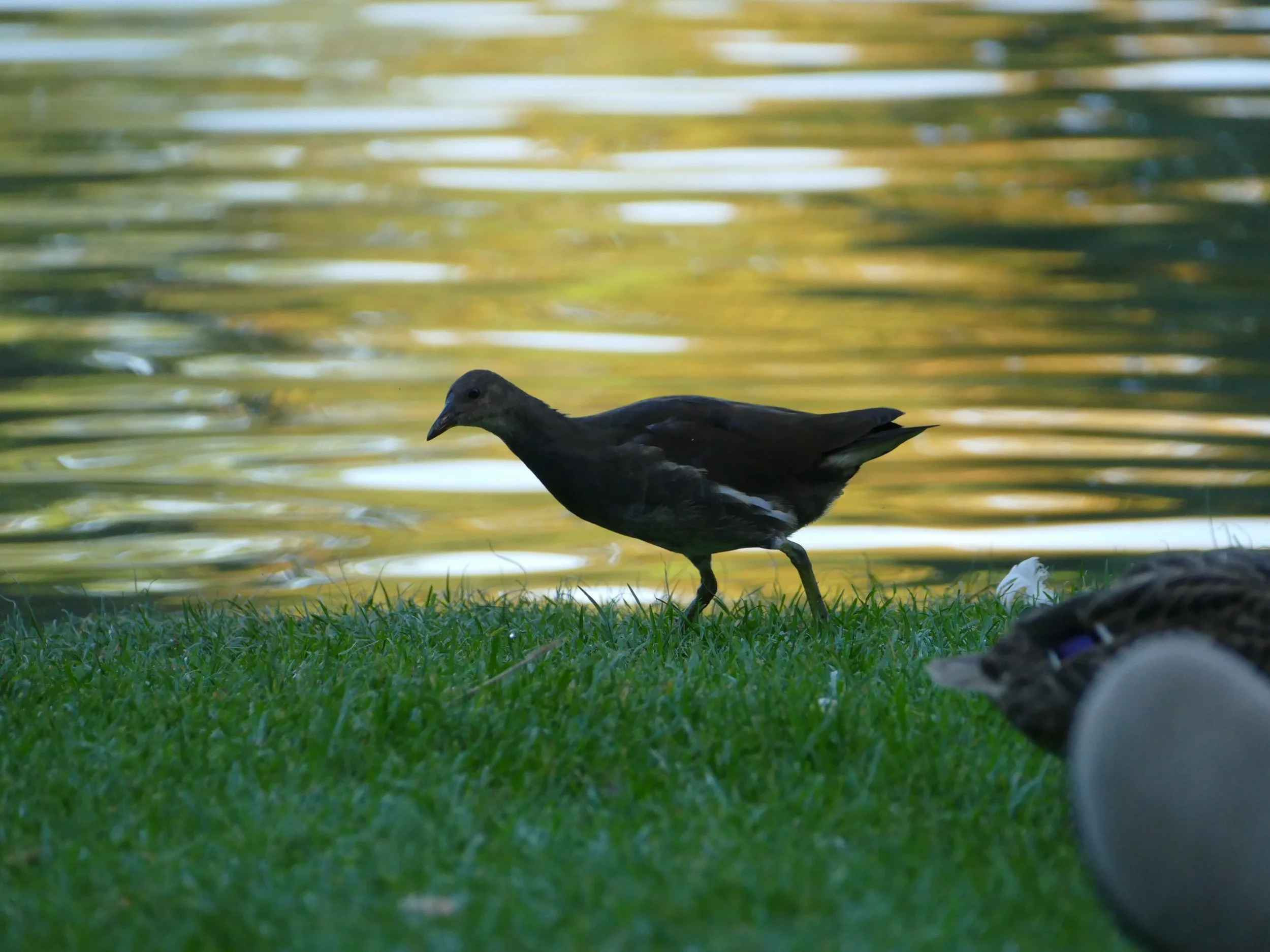 antoine zenner Canards sur l’eau au Parc de l’Orangerie à Strasbourg