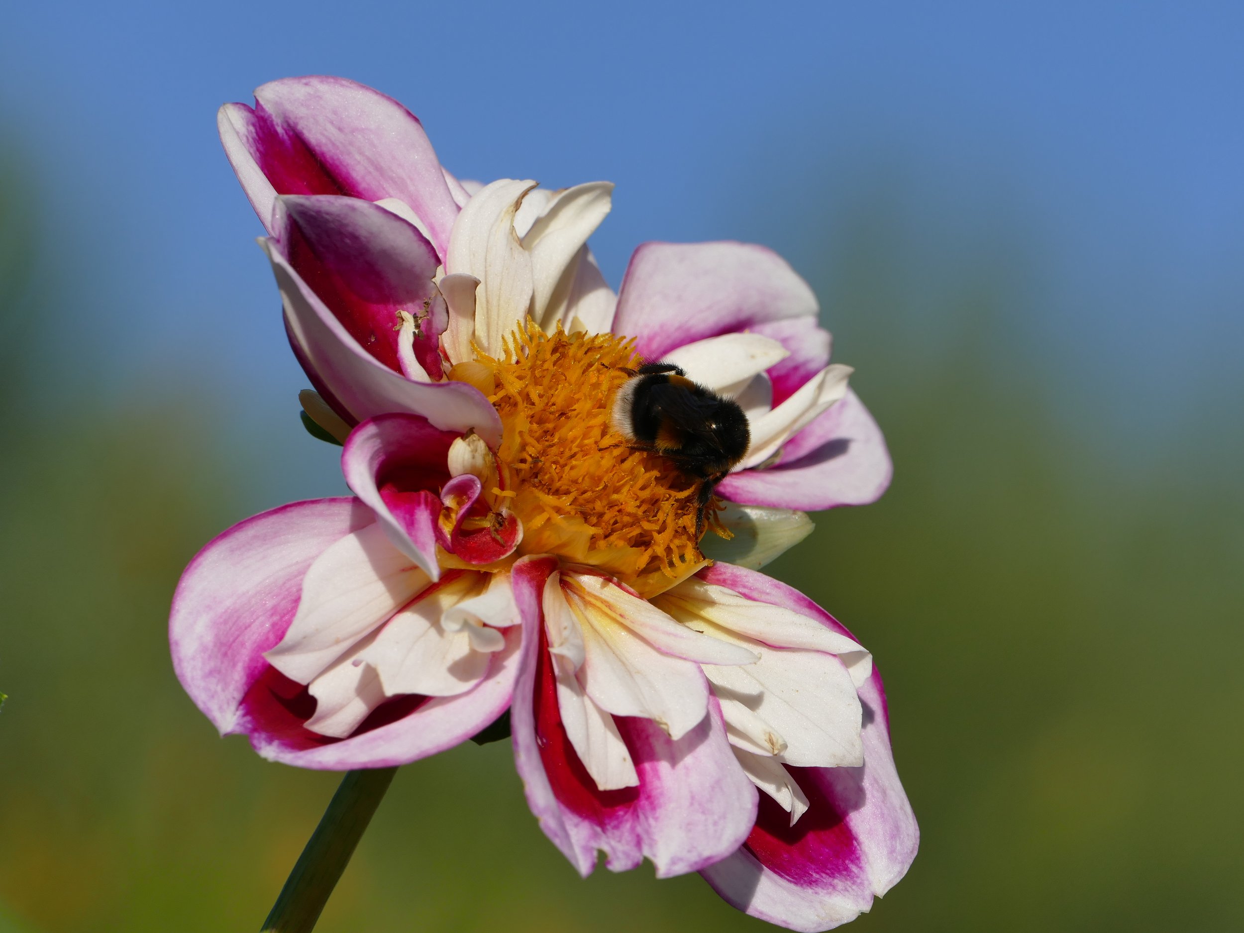 Bourdon sur une fleur au Parc de l’Orangerie à Strasbourg