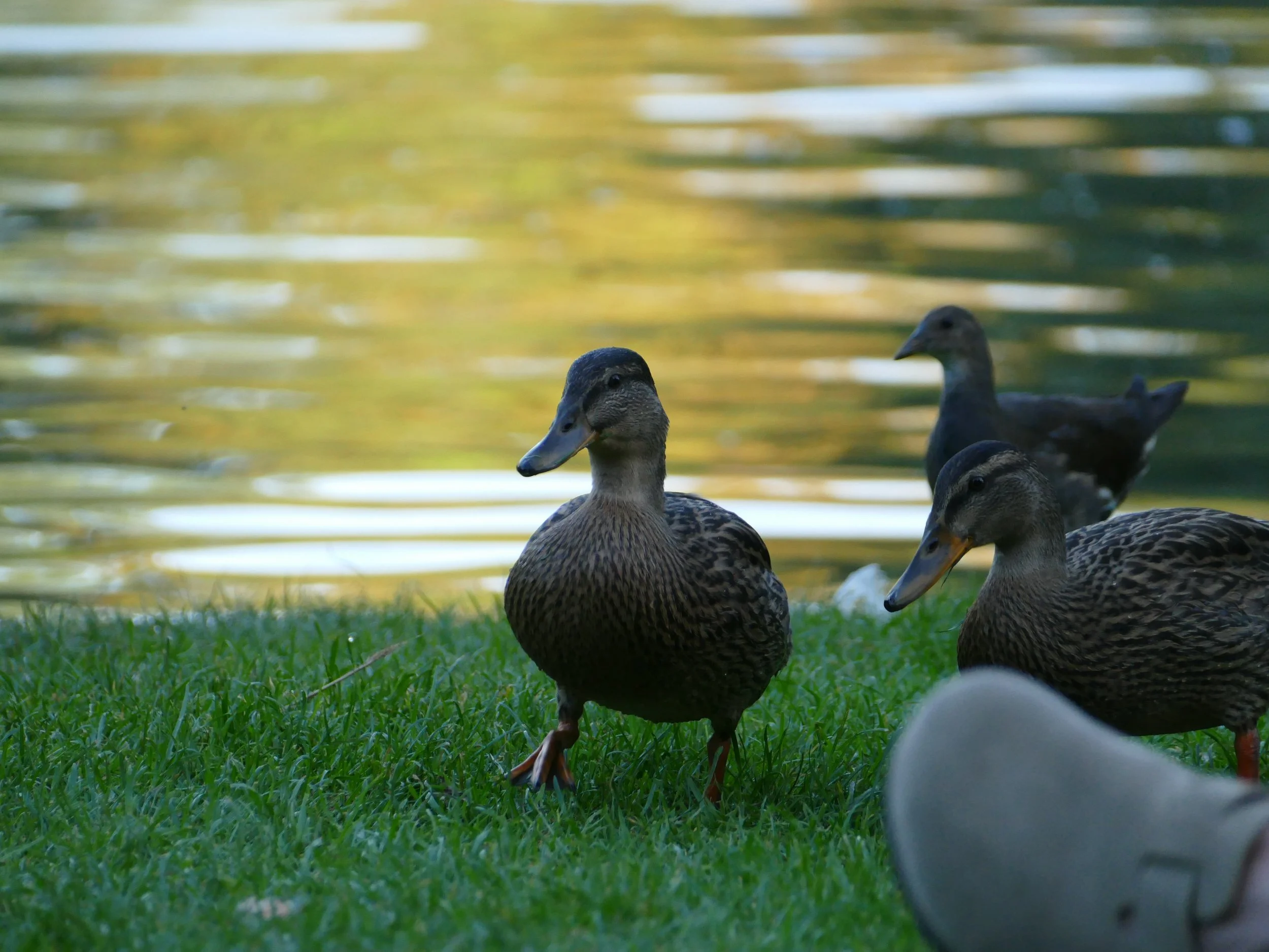 antoine zenner Canards sur l’eau au Parc de l’Orangerie à Strasbourg