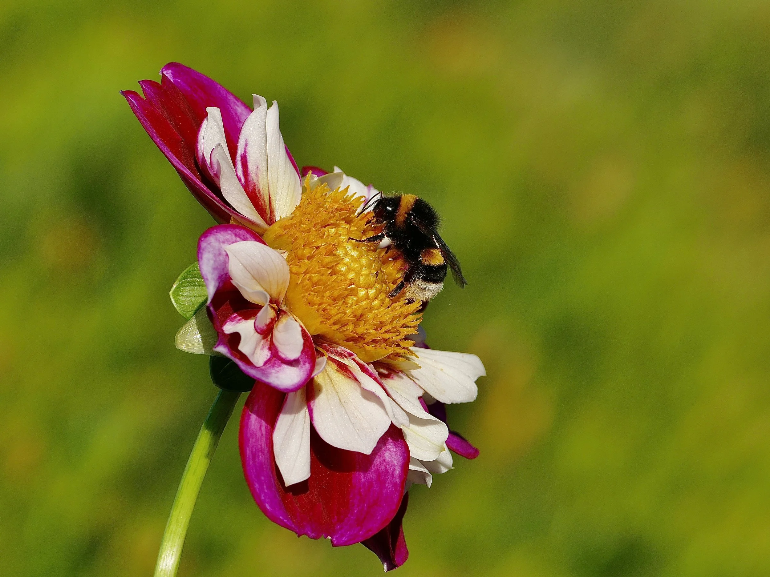 Bourdon sur une fleur au Parc de l’Orangerie à Strasbourg