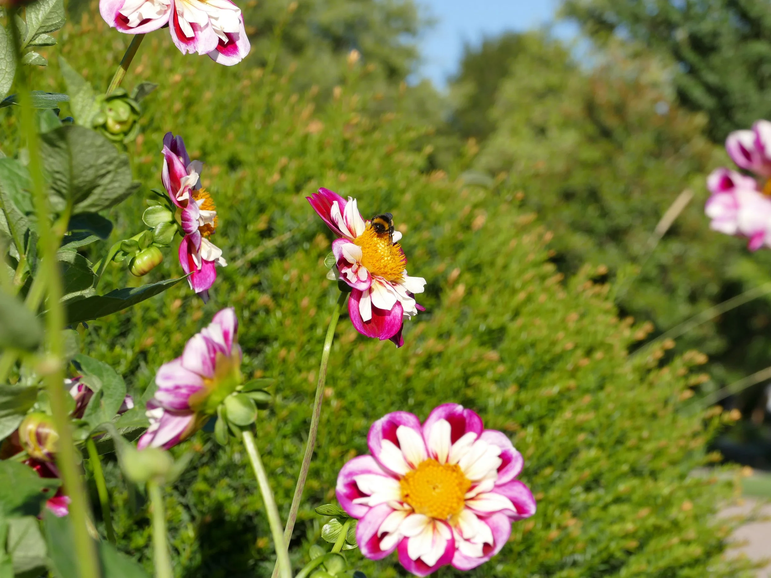 Bourdon sur une fleur au Parc de l’Orangerie à Strasbourg