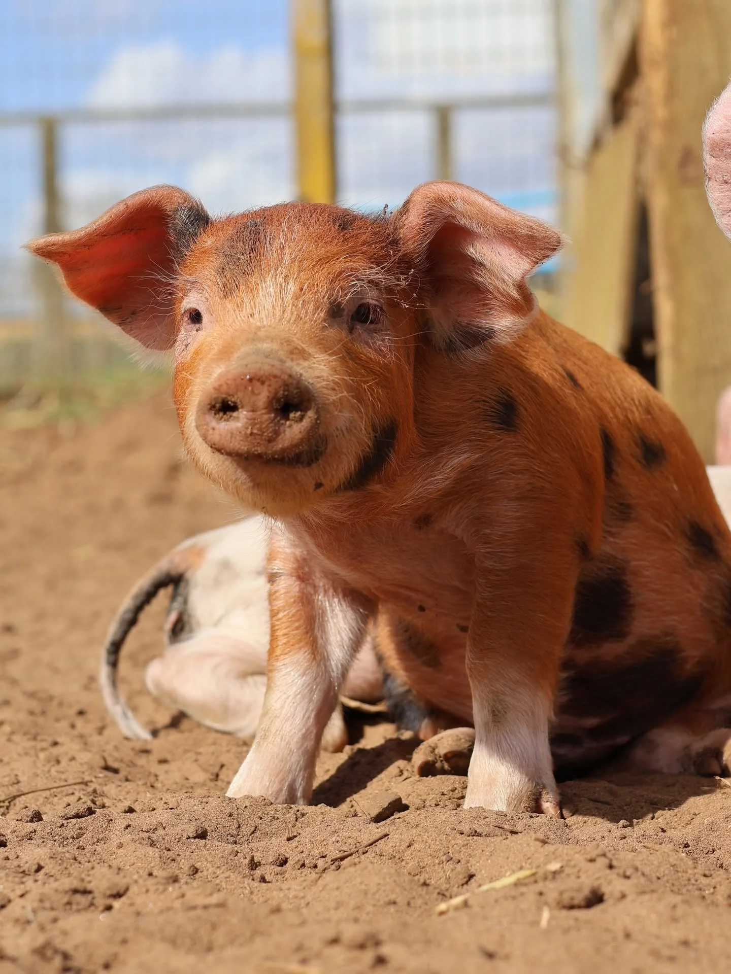 The Pink Pig Farm