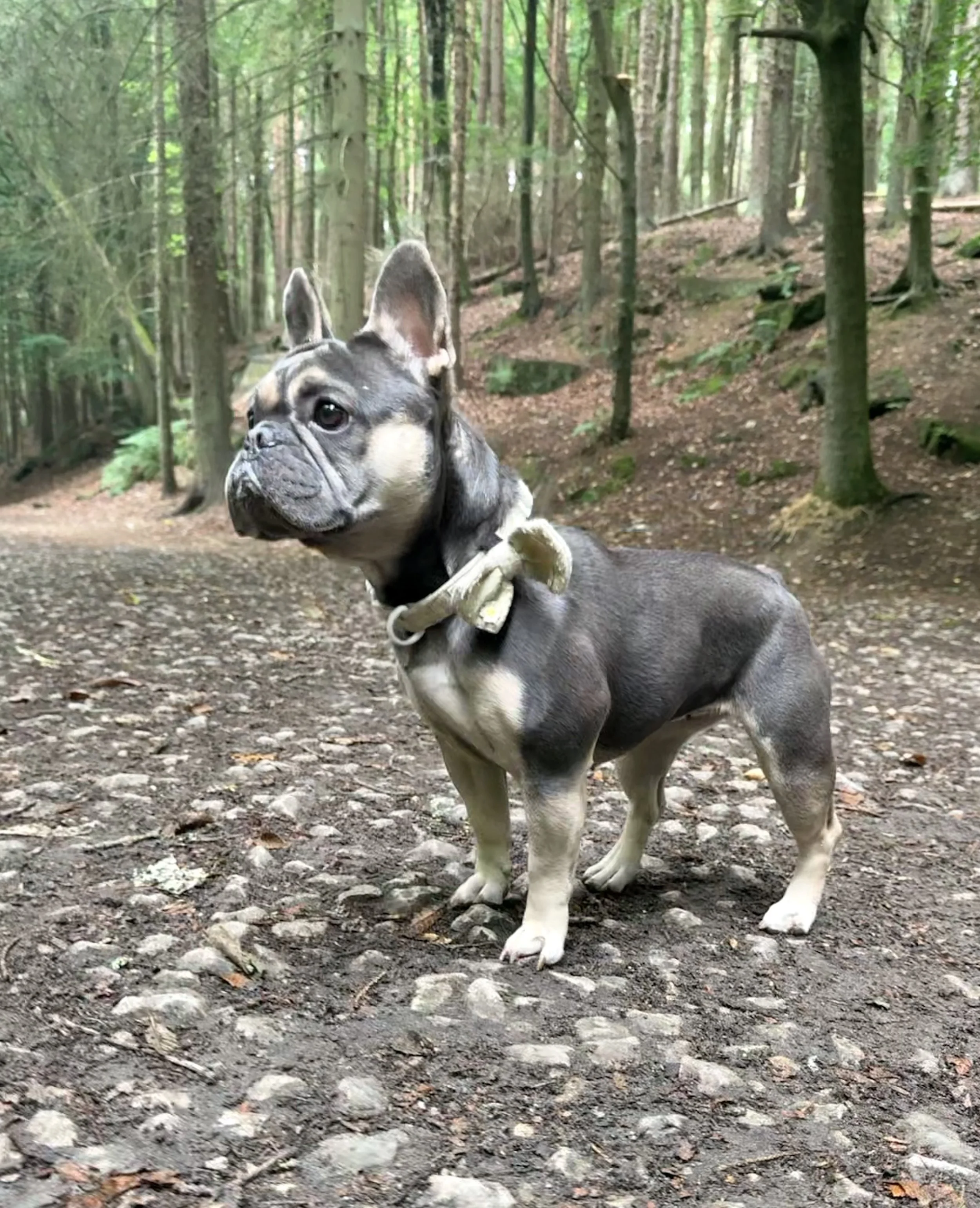 A French Bulldog standing in a wooded forest area with trees and a dirt ground.