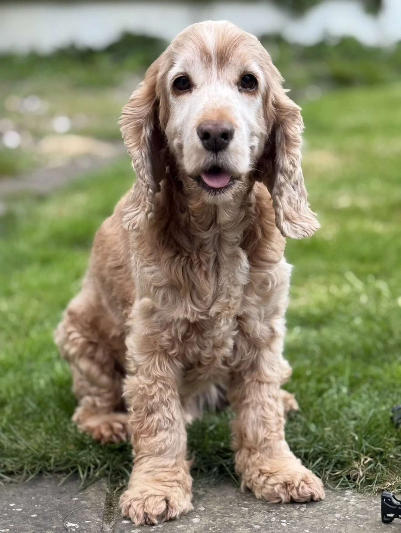 A golden retriever puppy sitting on a patch of grass with a blurred green background. The puppy has curly fur, long ears, and a pink tongue slightly visible.