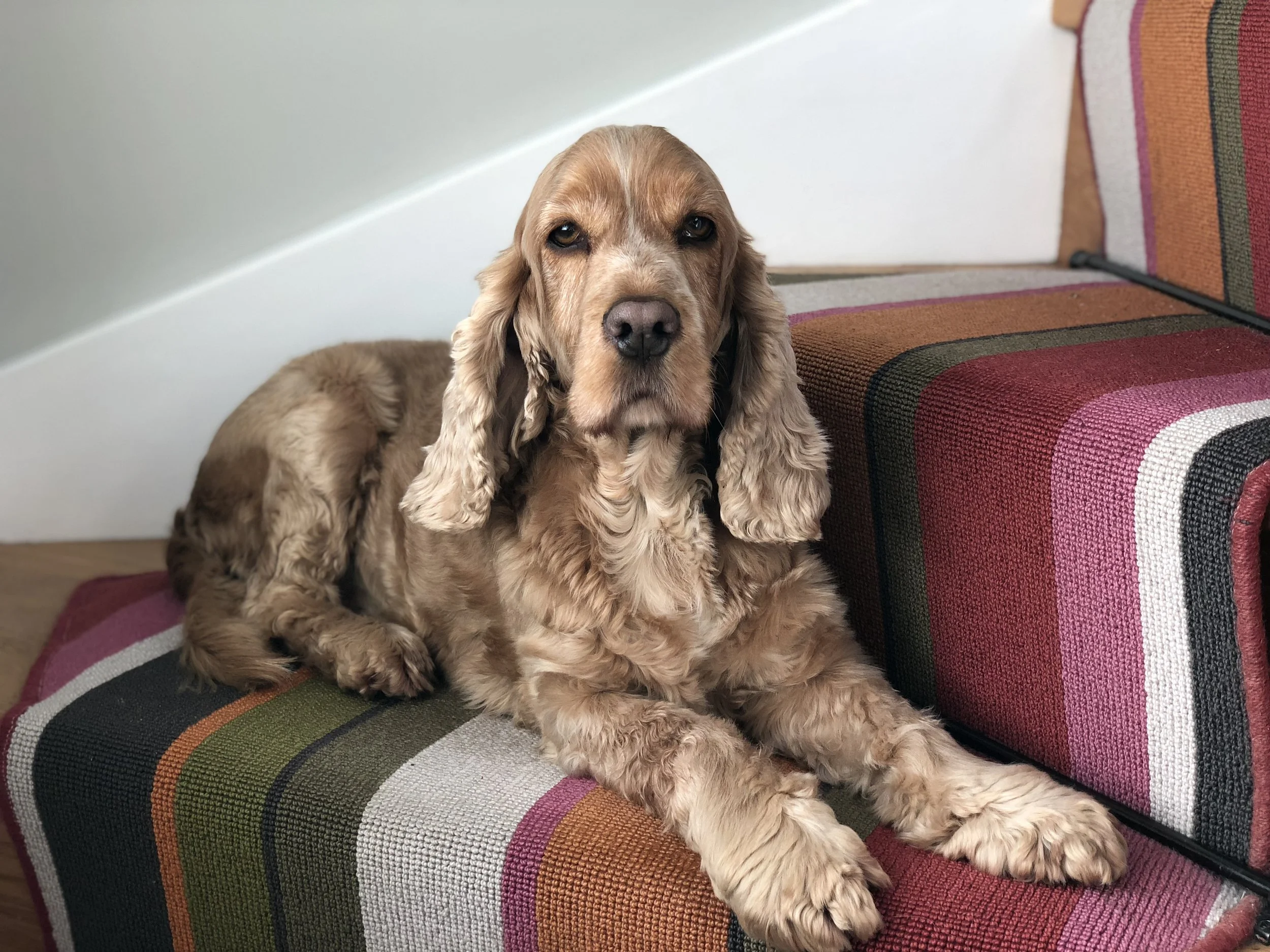 Dog Boarding - COMING SOON!