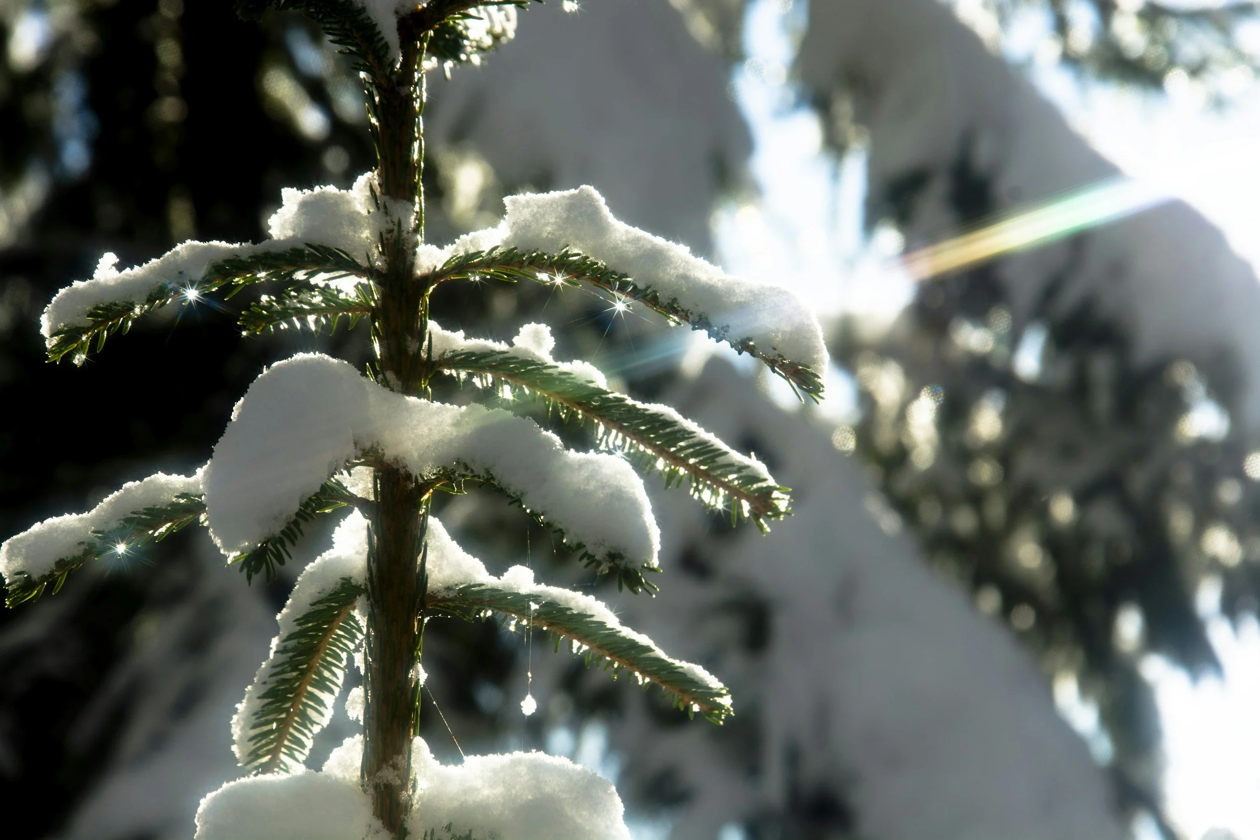 How to cope with anxiety this Christmas