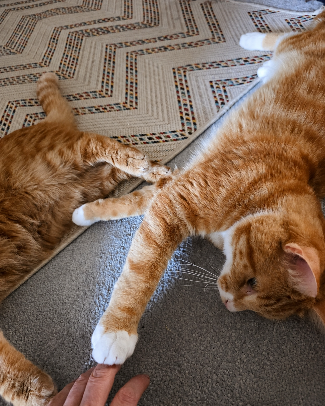 Ginger cat relaxing comfortably at home during a cat-sitting visit