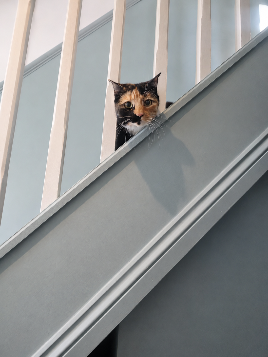 Tortoiseshell cat watching calmly from the stairs during a home visit