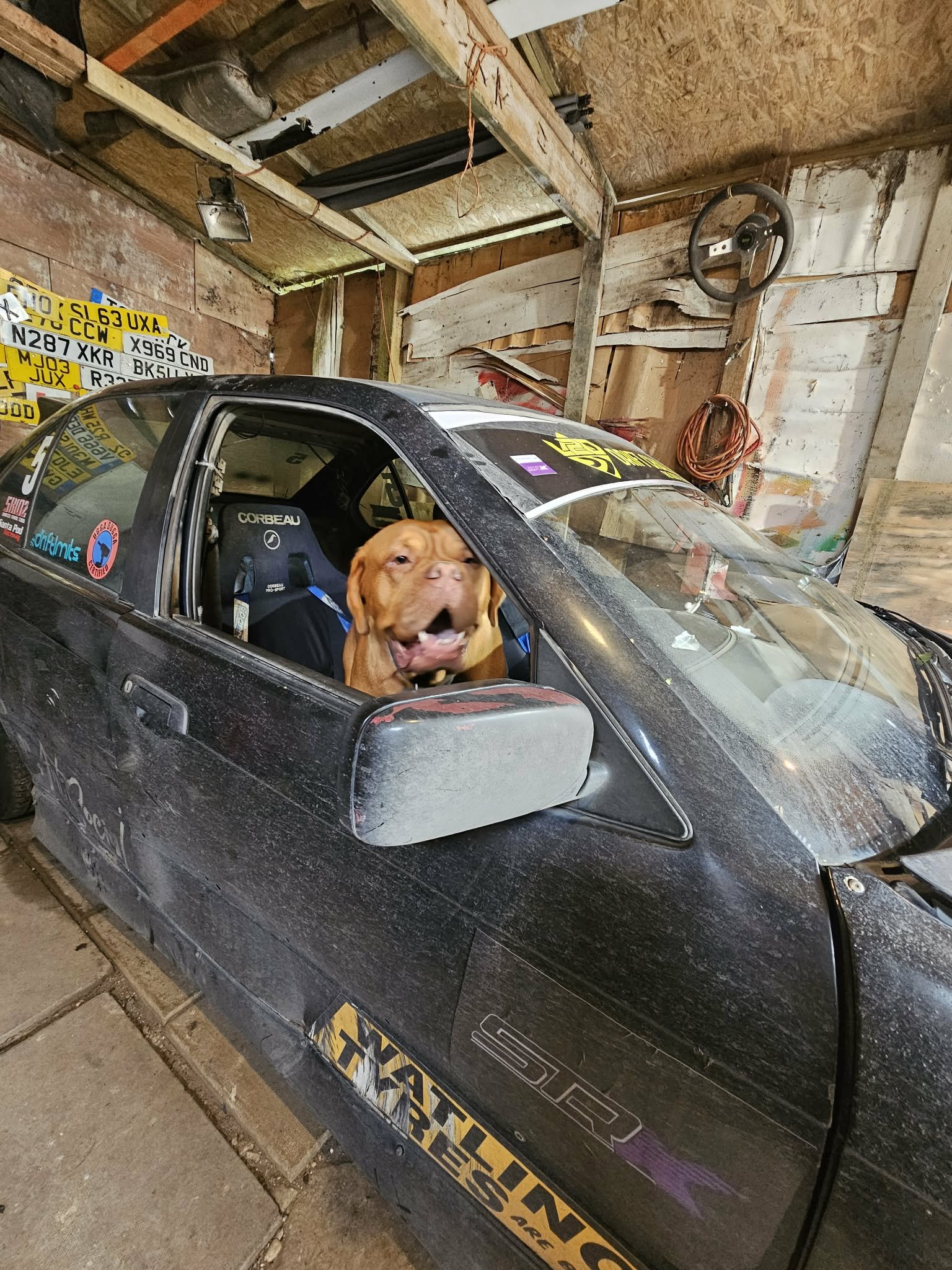 A black e36 drift car with French mastiff dog sitting in the drivers seat smiling