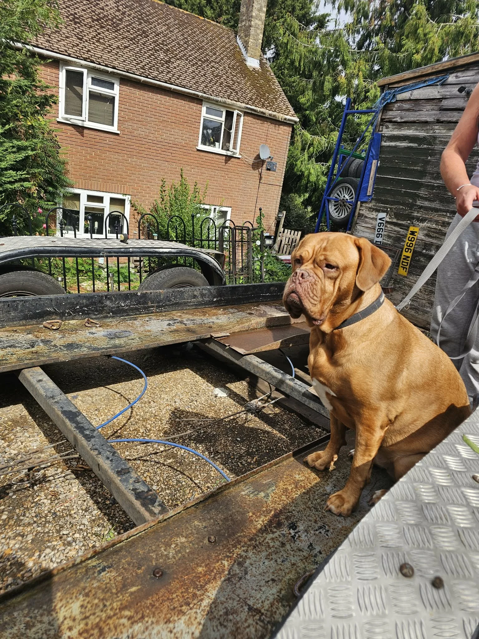 Clip point hire mascot Bonnie dog sitting on the trailer waiting for the new drift cars to arrive