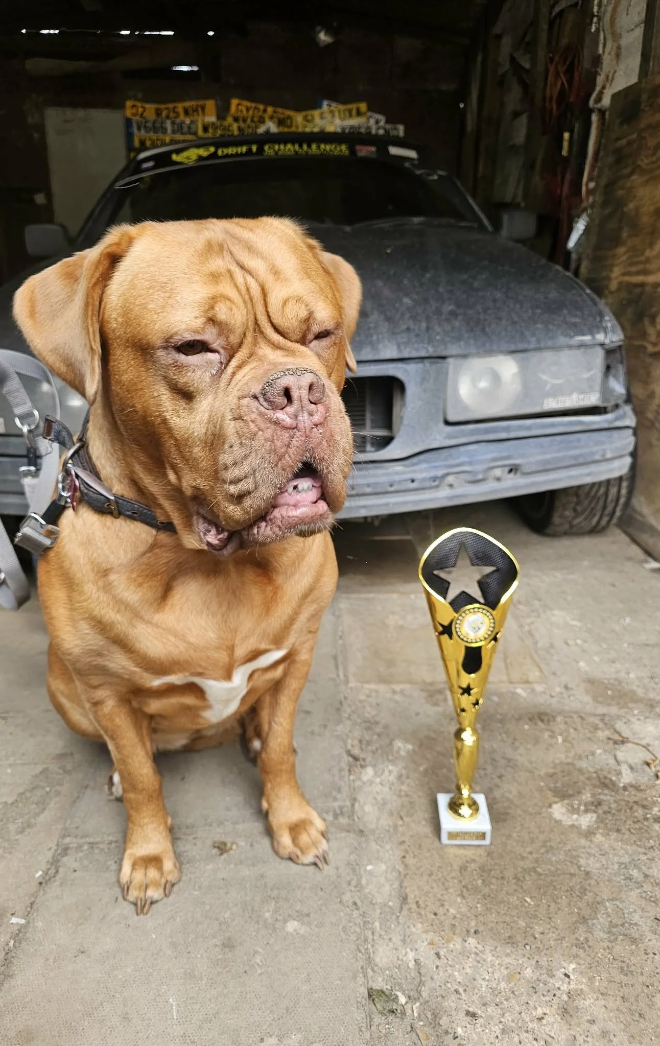 A brown dog with a wrinkled face and closed eyes sitting in front of a dusty car in a garage. There is a gold trophy with black stars in front of the dog.