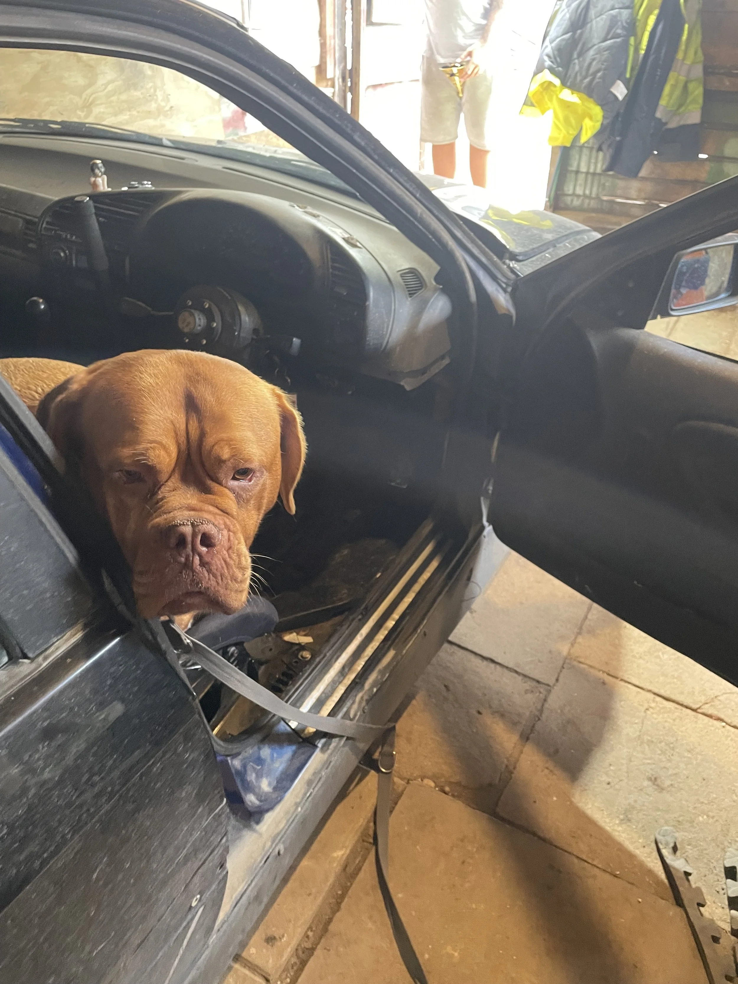 A brown dog with a wrinkled face sitting inside a drift ca, looking out of the open door.