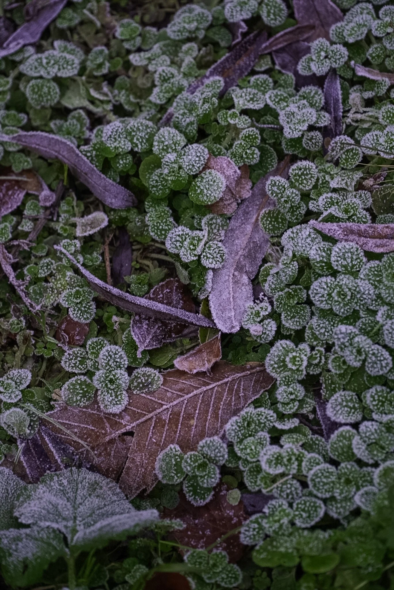 DSC03335.JPG