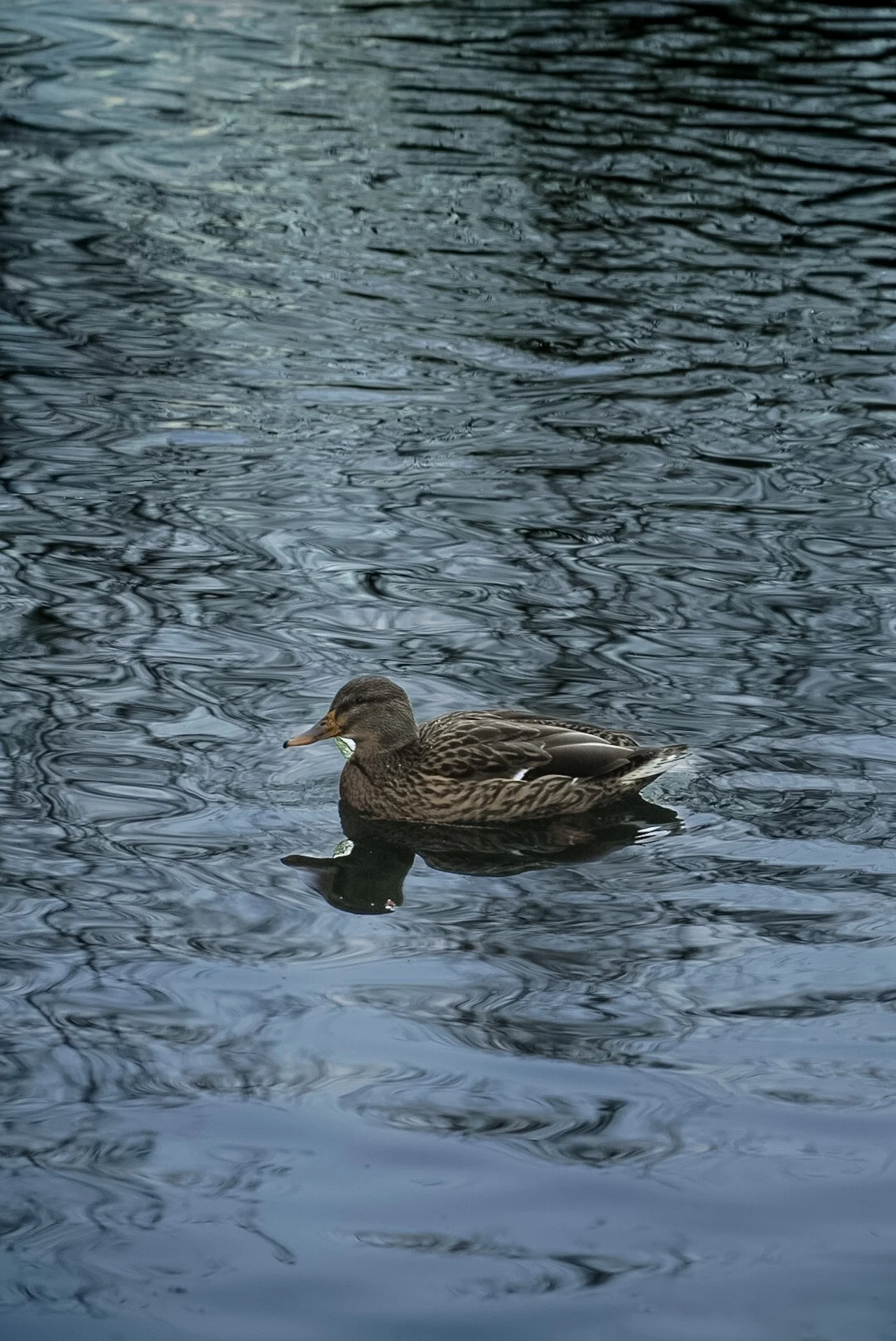 DSC03300.JPG