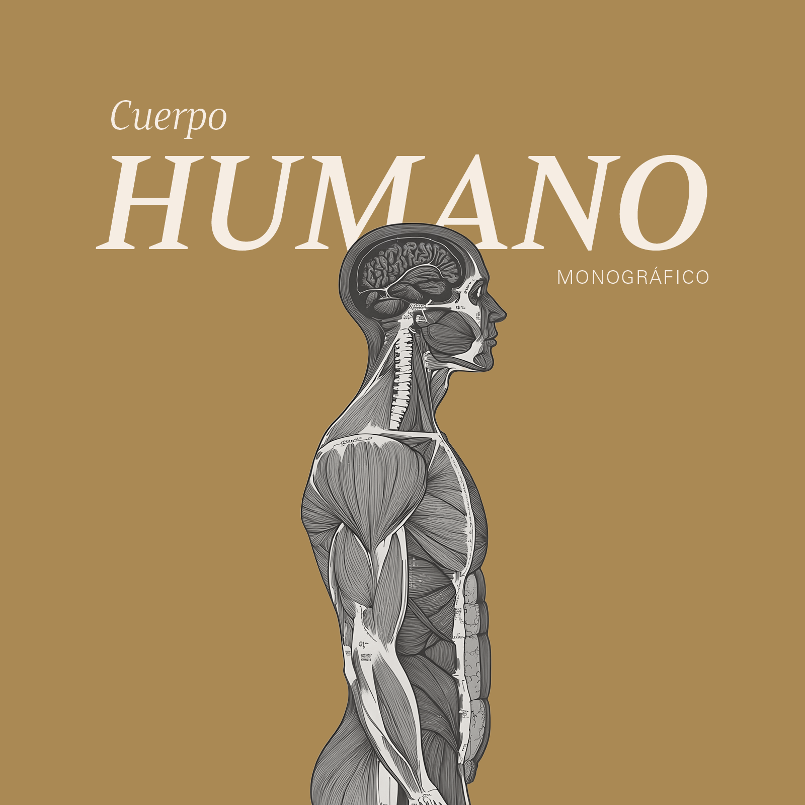 Ilustración del cuerpo humano mostrando músculos y órganos internos en un estilo de dibujo en tonos grises sobre un fondo marrón