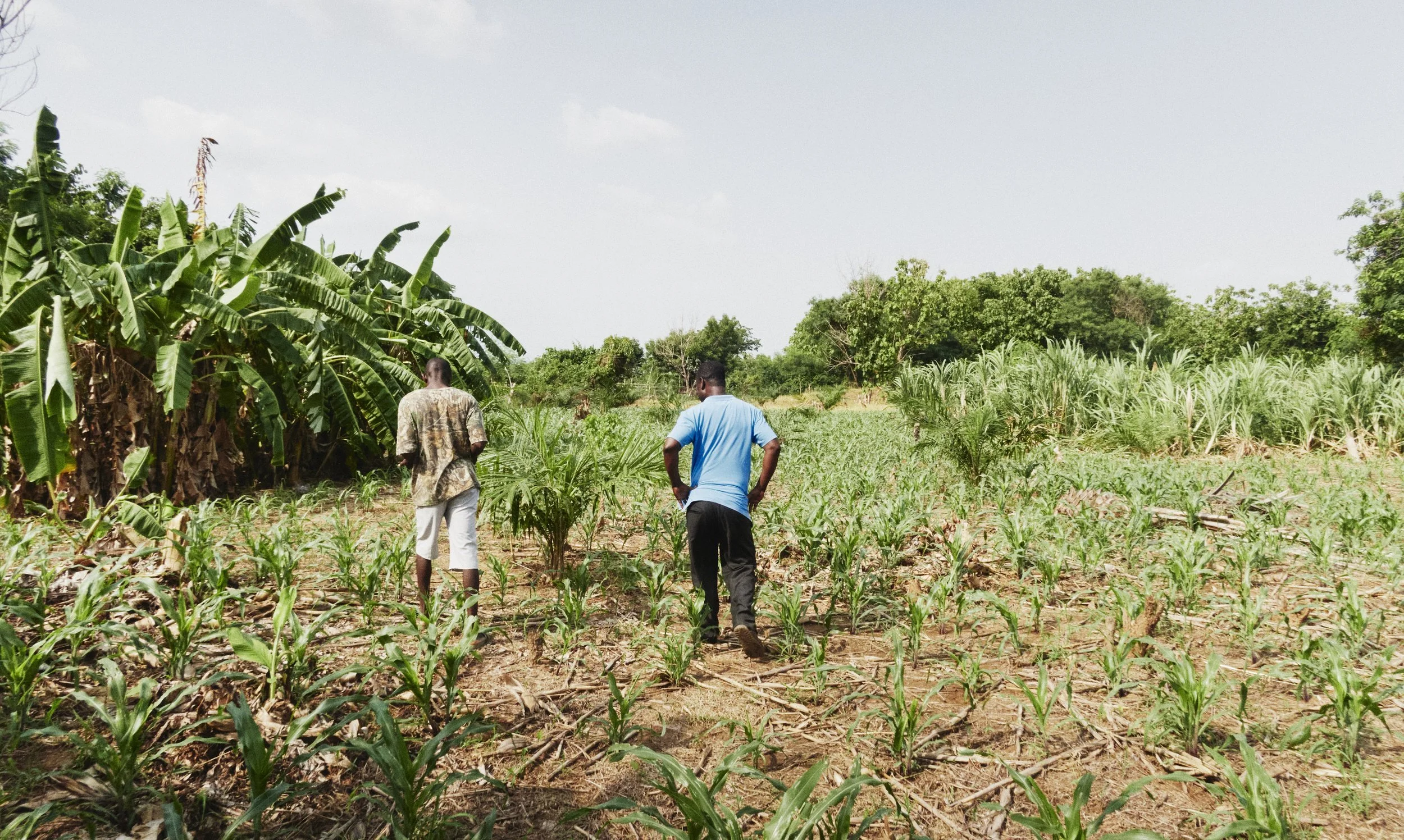 Two men are walking through a cultivated field with young crops, surrounded by trees and dense green foliage under a cloudy sky.
