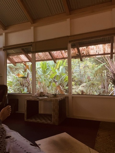 Blick aus Kajas offenem Baumhaus in den tropischen Dschungel von Big Island