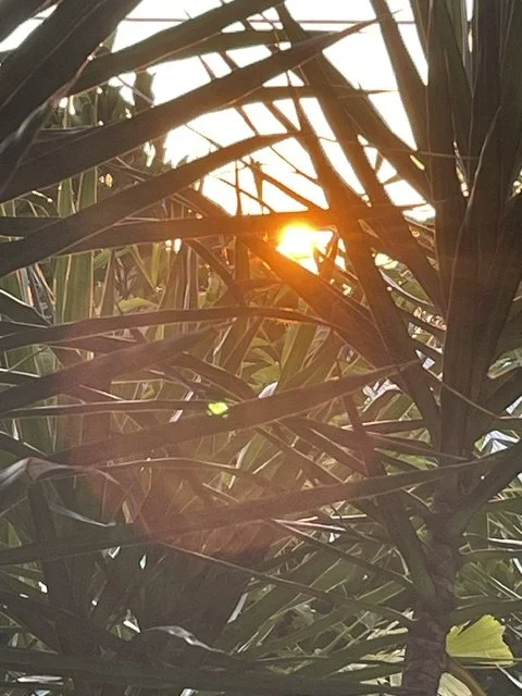 Abendsonne scheint durch die Wedel einer Riesenpalme auf Hawaii