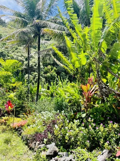 Üppige tropische Vegetation mit Palmen und Blüten auf Hawaii