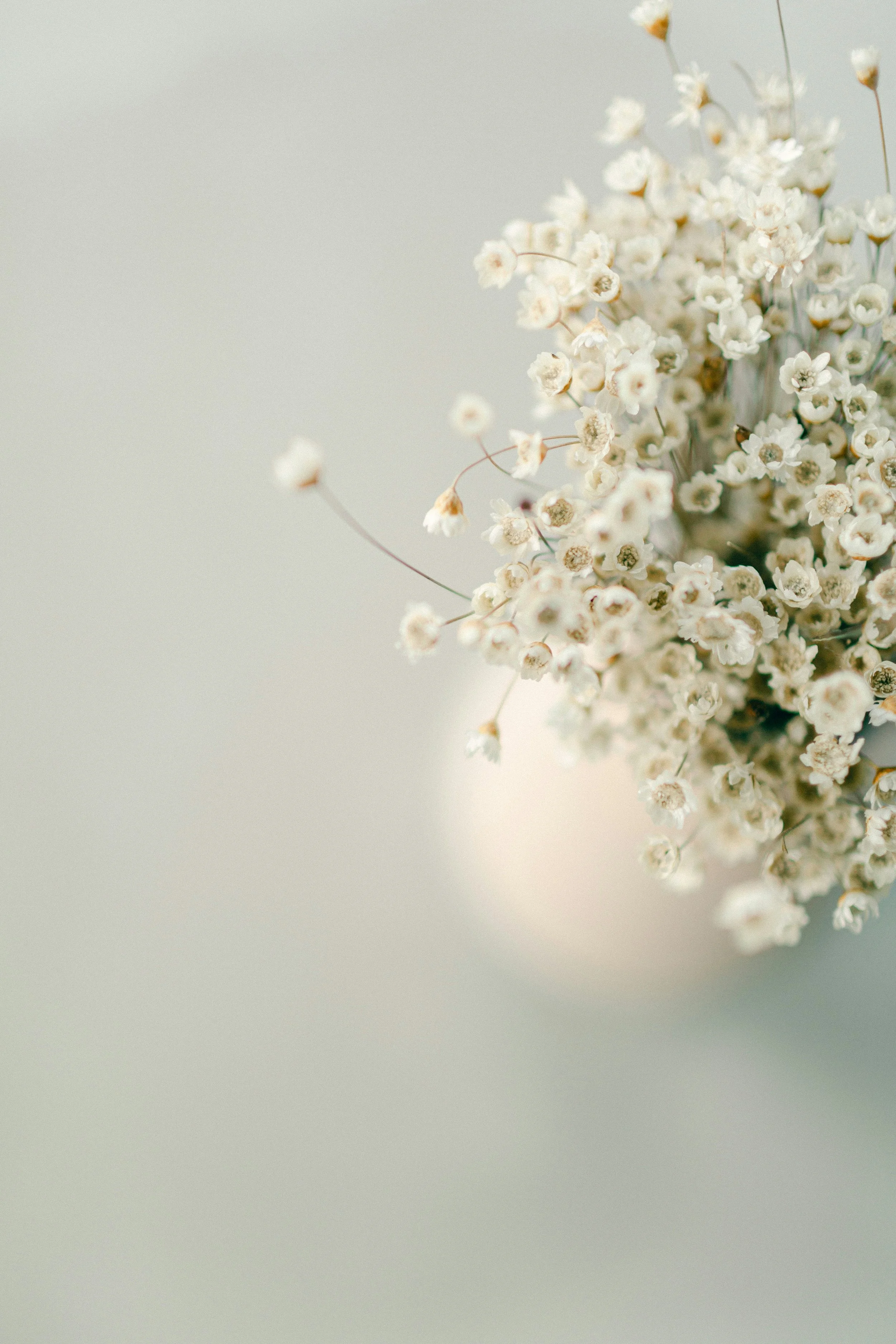 Bouquet de petites fleurs blanches avec un fond doux et flou.