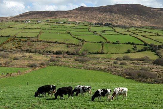 A group of cows grazing in a green pasture with rolling hills and patchwork farmland in the background.