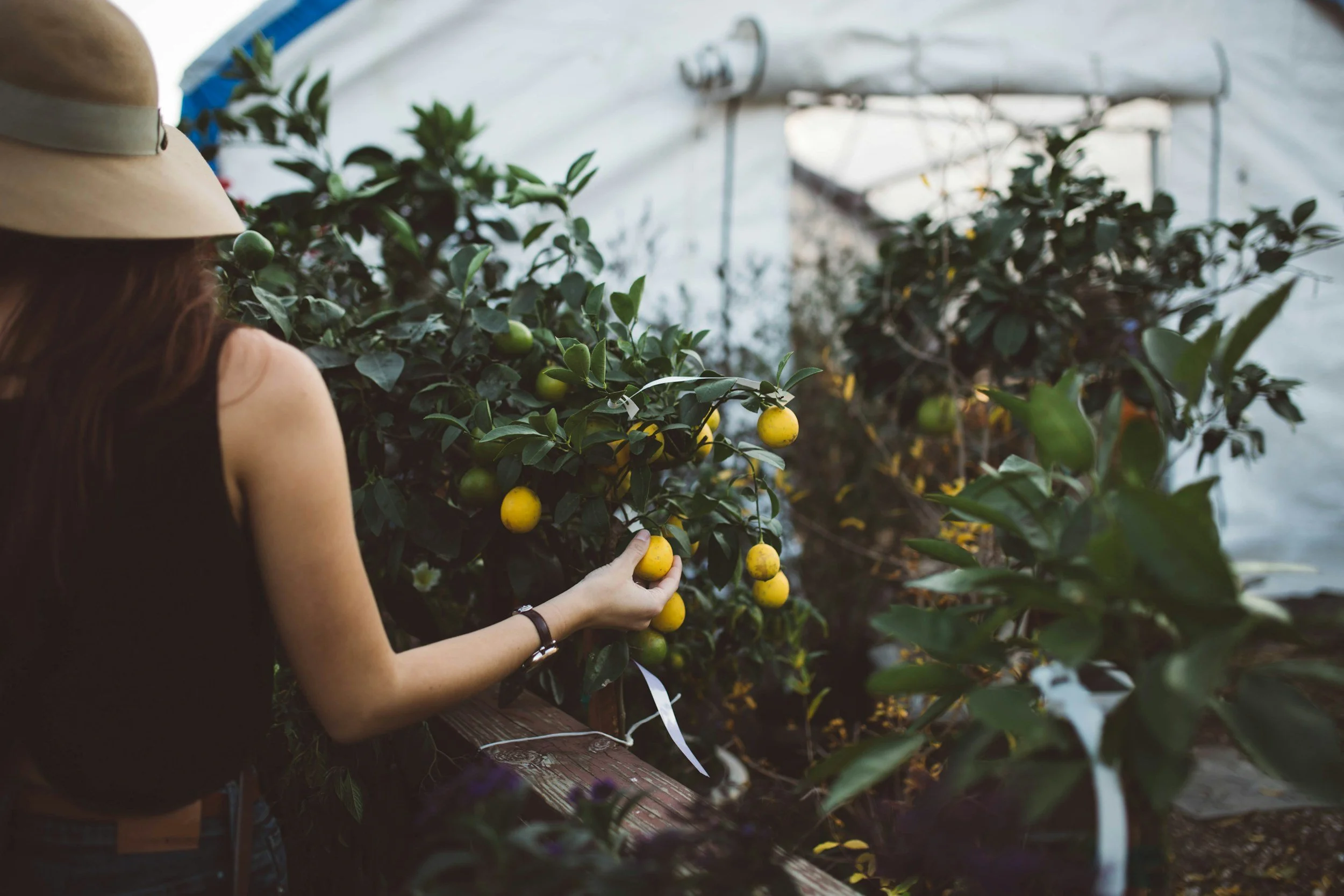 A person in a wide-brimmed hat picking ripe lemons from a lemon tree inside a greenhouse.