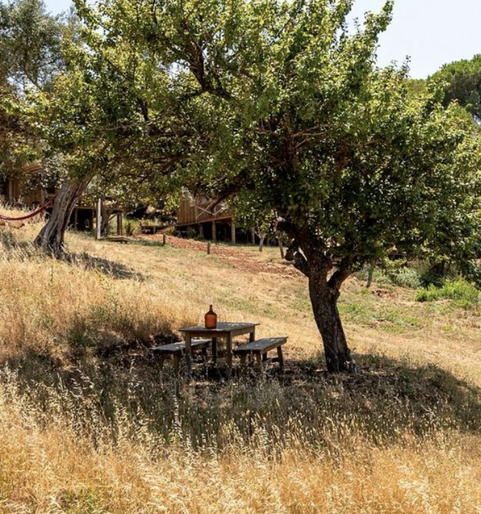 A picnic table with a brown bottle on it situated under a large leafy tree on a grassy hillside.