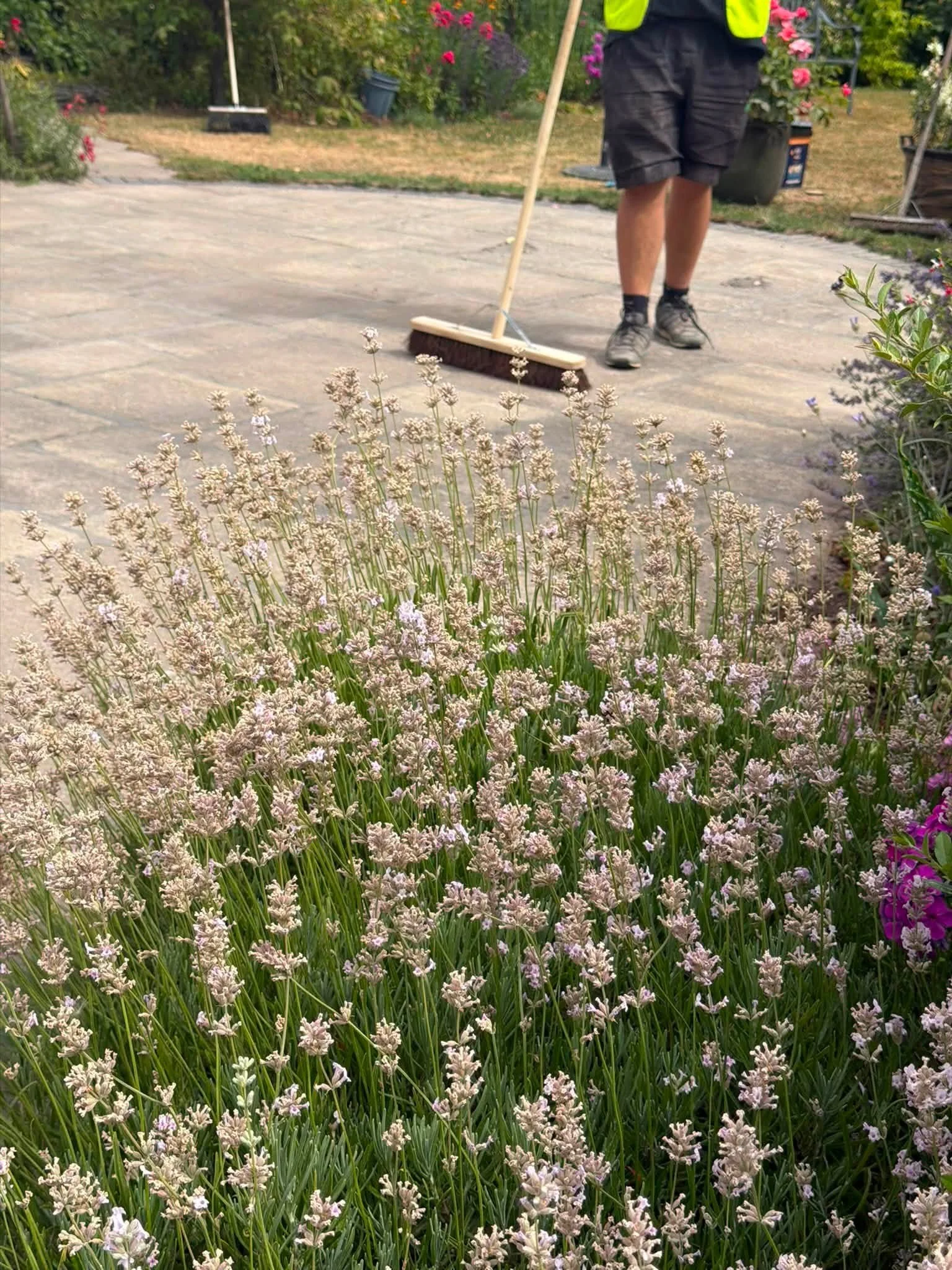 A person wearing black shorts, a yellow safety vest, and brown shoes cleaning a concrete patio with a broom while holding a dustpan, surrounded by flowering plants and garden tools.