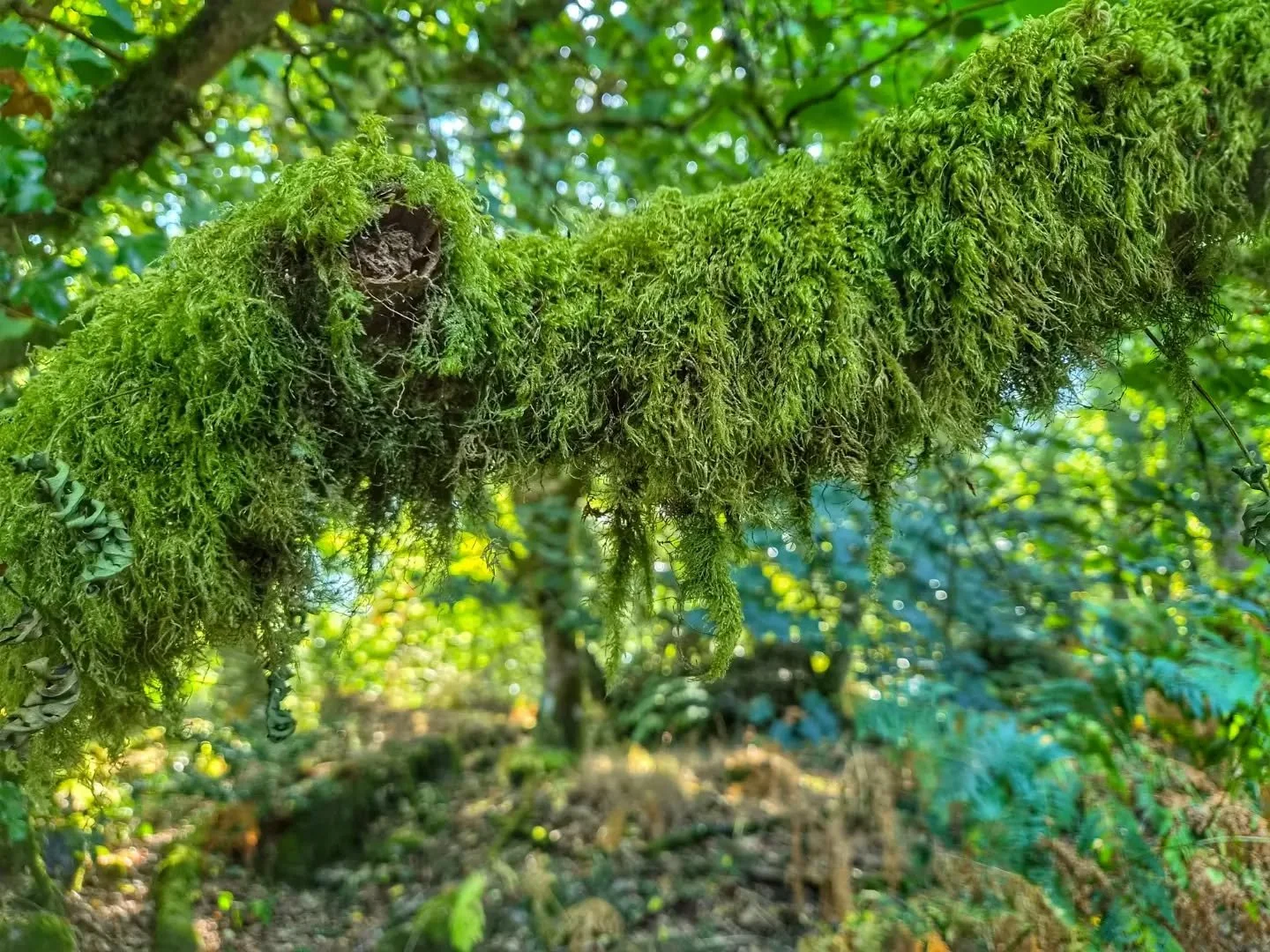 Research. Very serious artist business.

Current areas of investigation include: moss, tidal marks, the architecture of rocks, unreasonable shades of green, butterflies that refuse to pose, and the many moods of water.

Turns out a surprising amount 