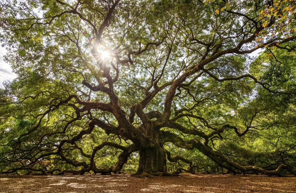 Angel Oak on Johns Island, South Carolina