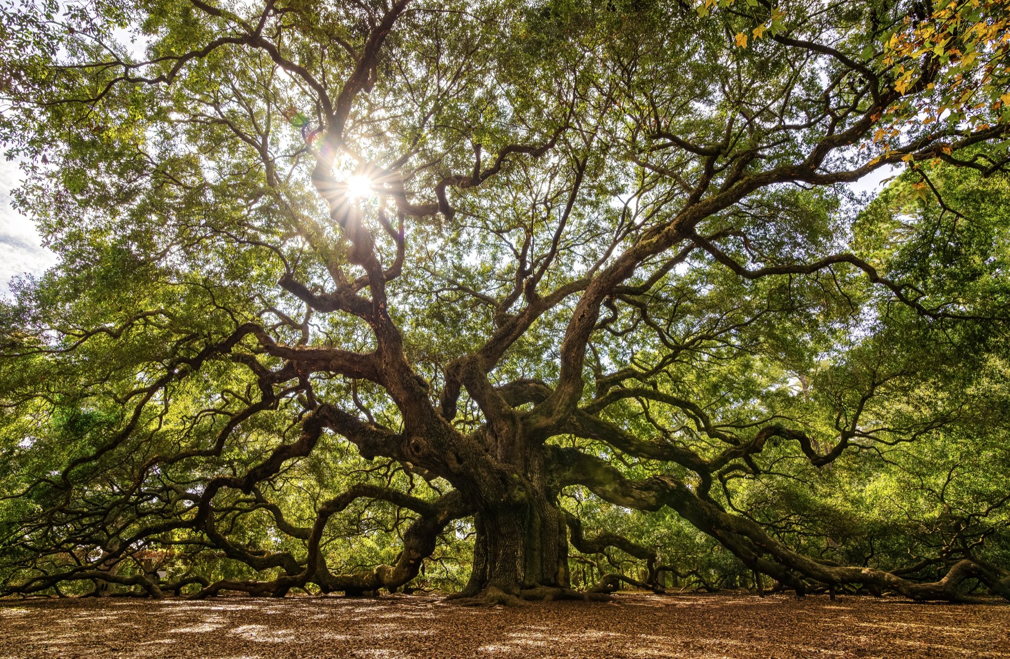 The massive trunk and spreading branches of Angel Oak illuminated by sunlight on Johns Island