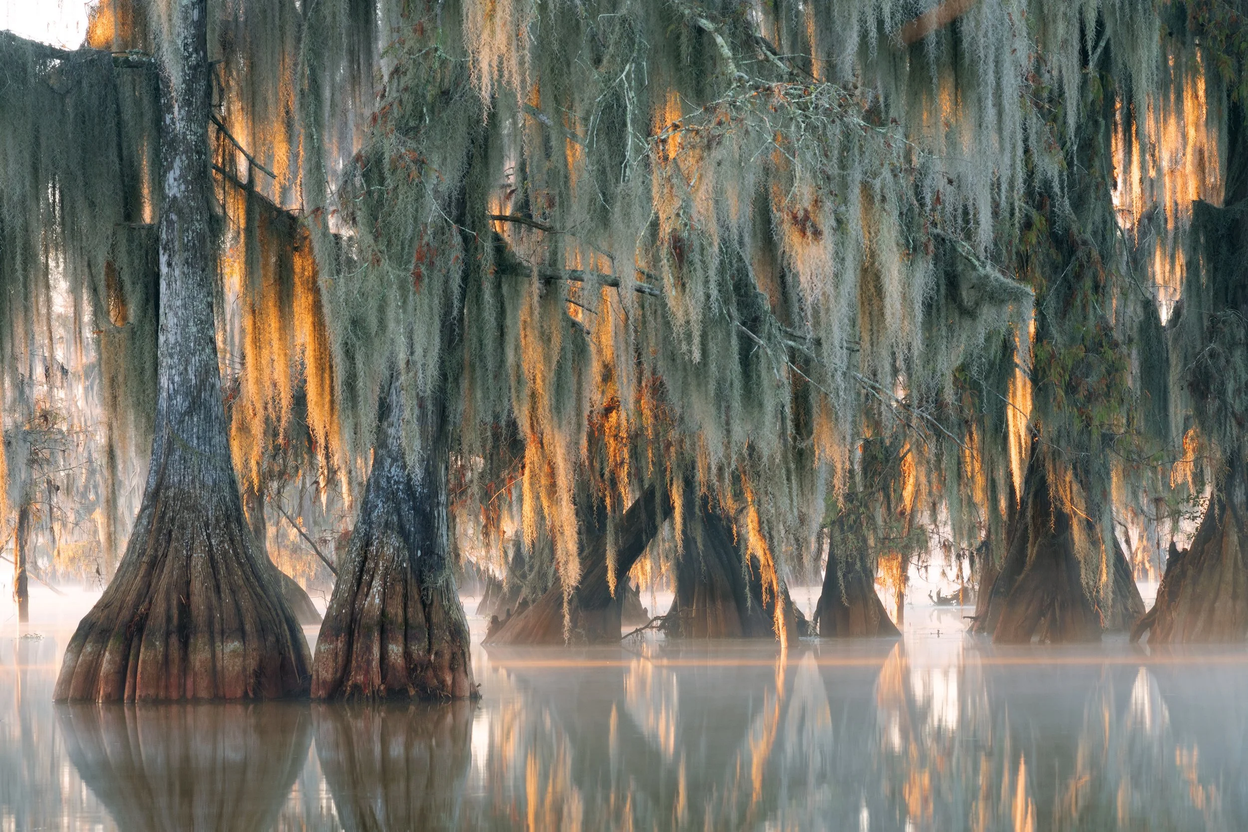 Spanish Moss Is Neither Spanish Nor Moss