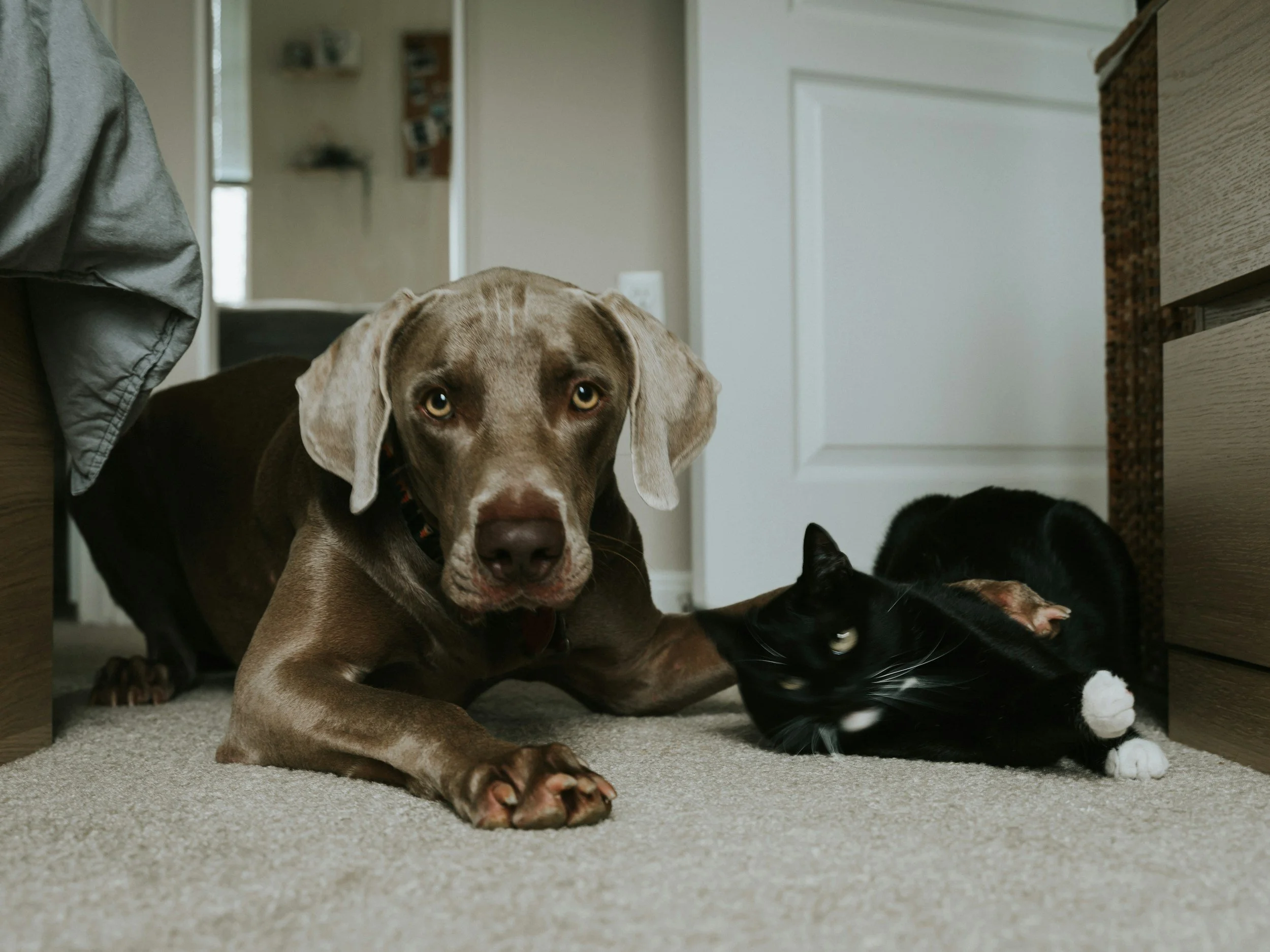A gray and black cat lying on a beige carpet next to a dog with brown and white fur, both under a wooden table, with a blurred background of a room.