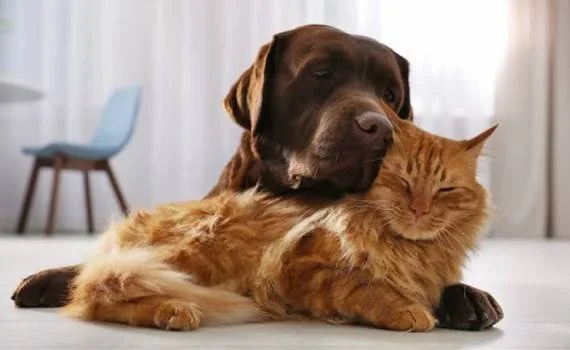 A brown dog gently resting its head on an orange tabby cat, both lying on a white surface indoors.