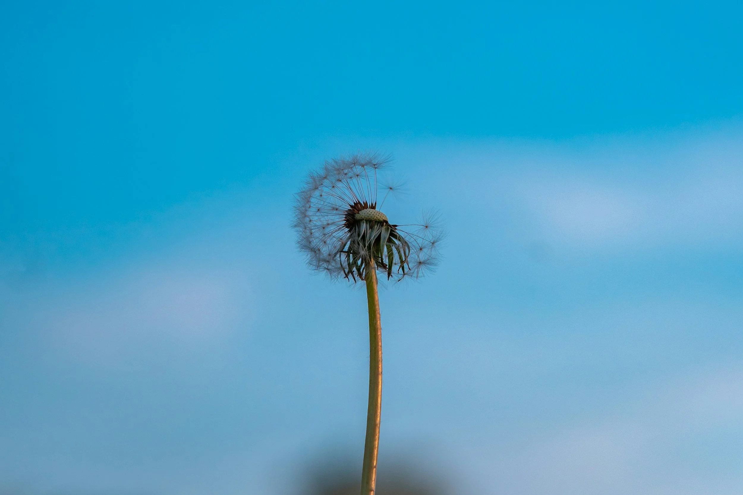 A close-up of a dandelion seed head with some seeds blowing away, set against a blue sky.