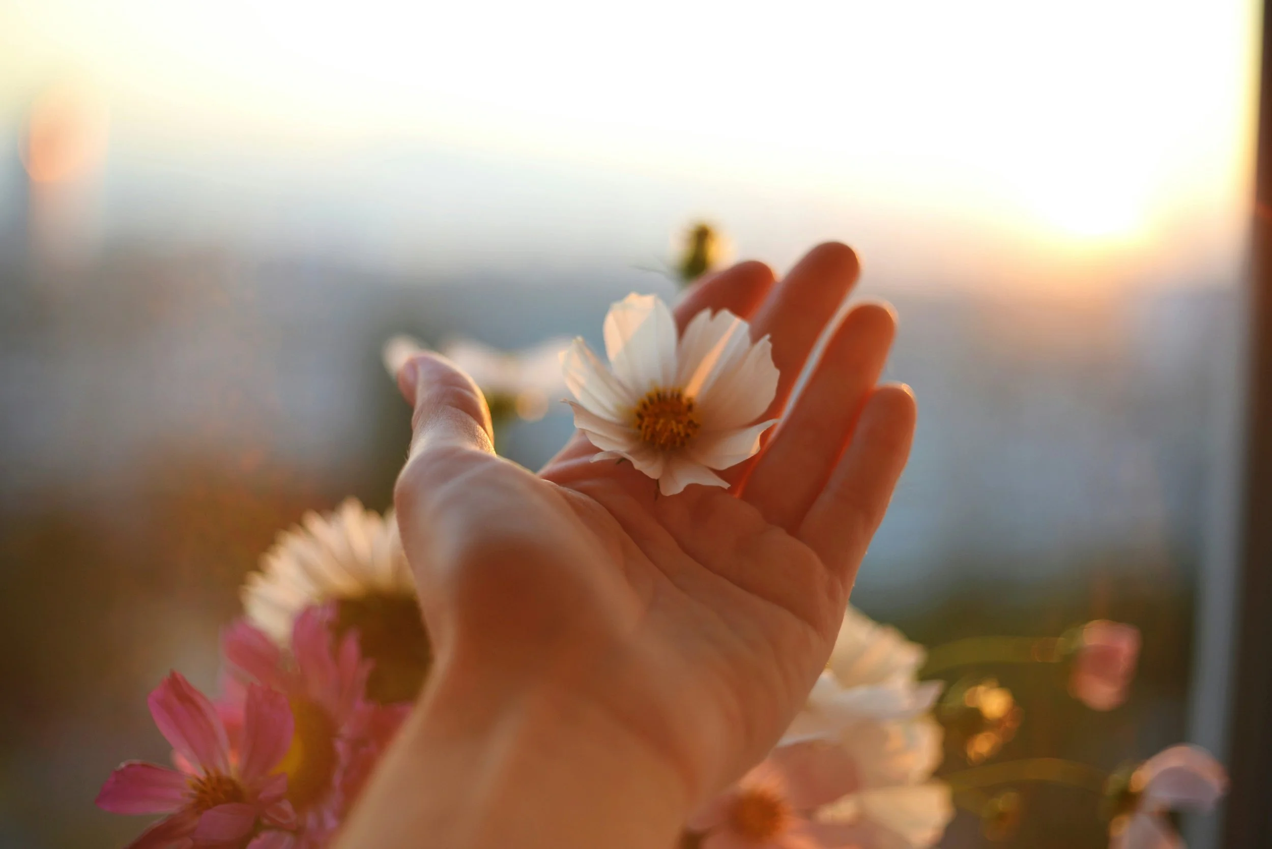 An outstretched hand holding a flower